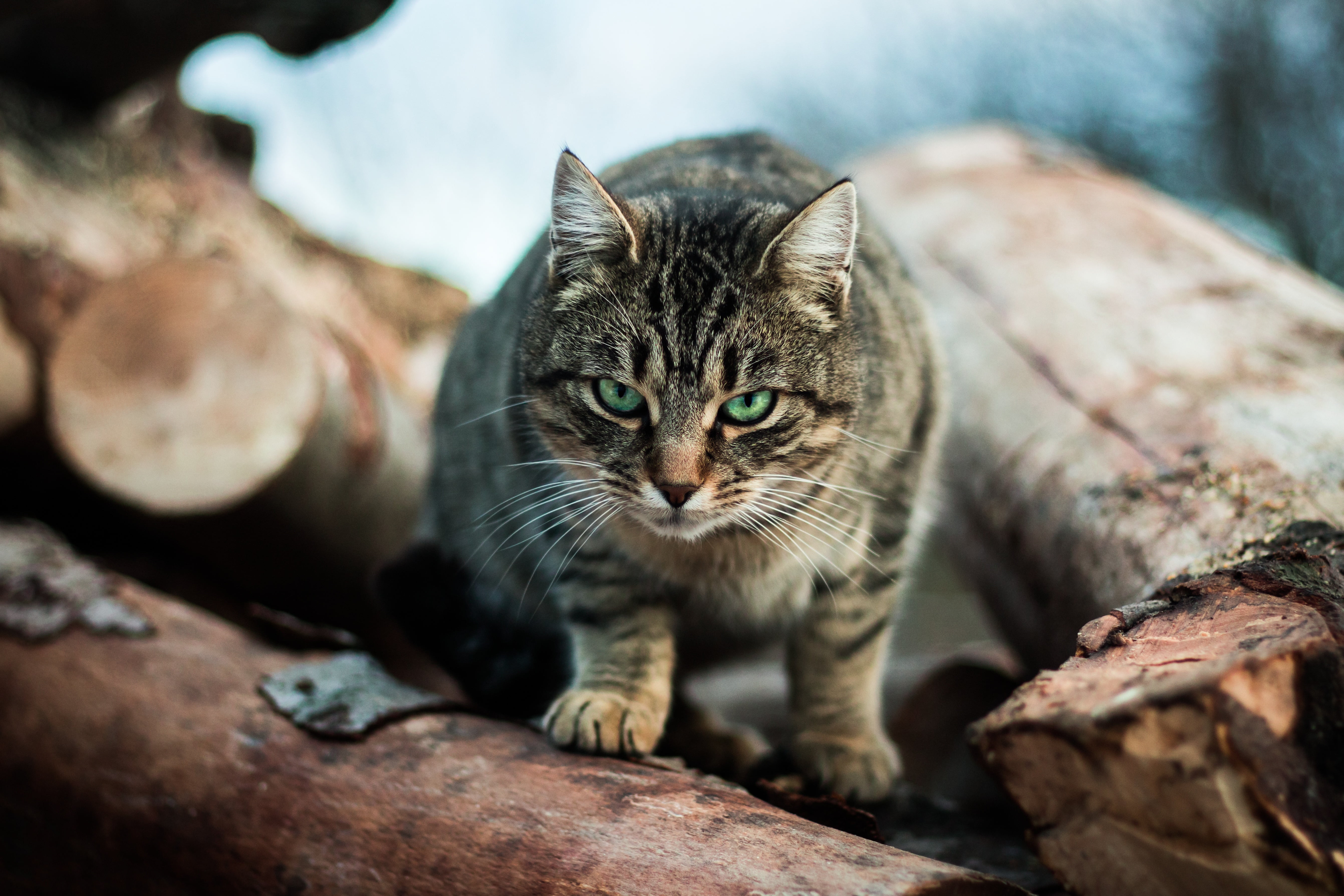 looking, domestic Animals, striped, pets, cat, fur, kitten, domestic, cute, animal, 5K, tabby, sitting, young Animal, brown, domestic Cat, lying Down, HD Wallpaper