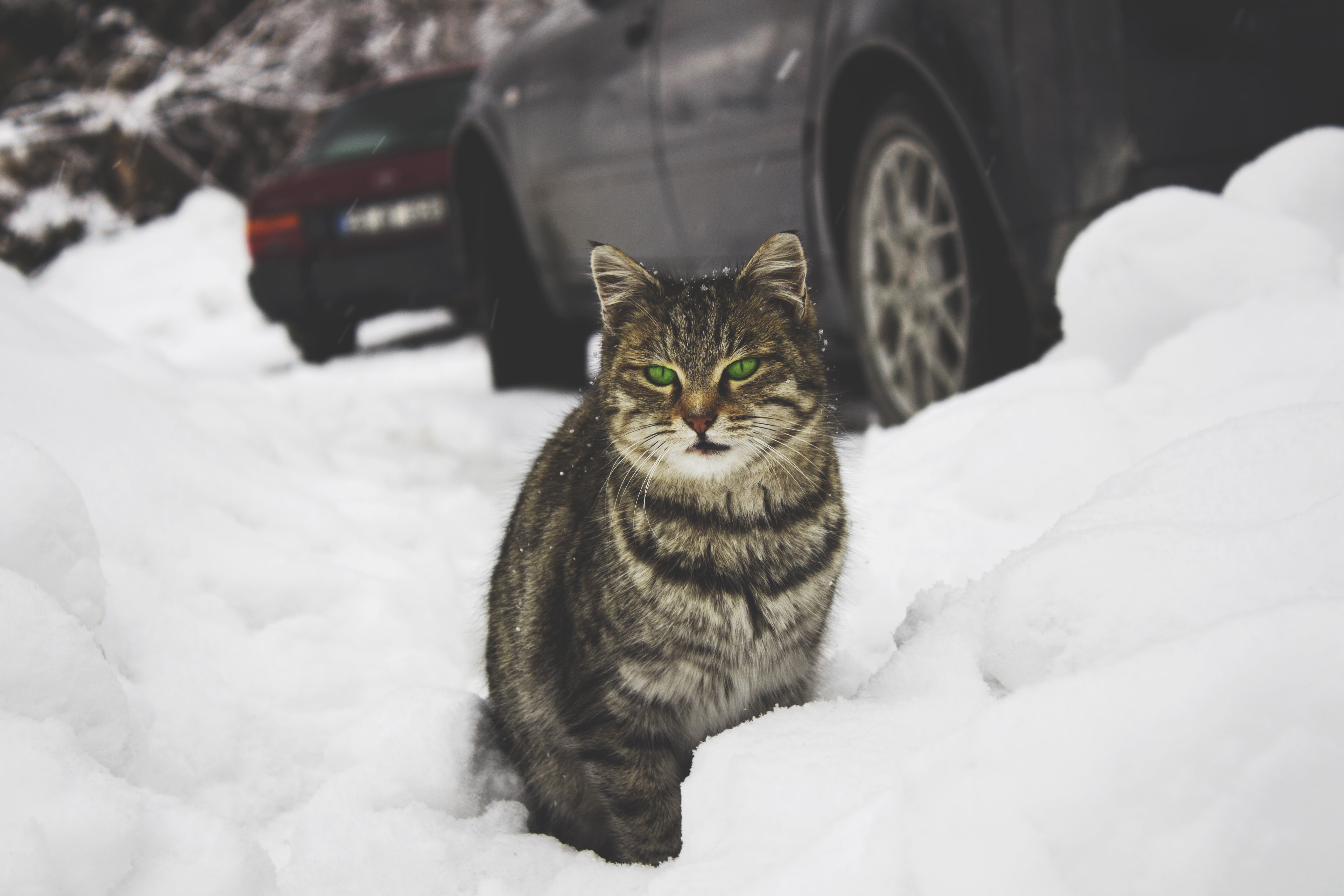 land vehicle, cat, green-eyed, fur, motor vehicle, cold - Temperature, feline, no People, pets, gray, animal themes, mode of transportation, white, nature, HD Wallpaper