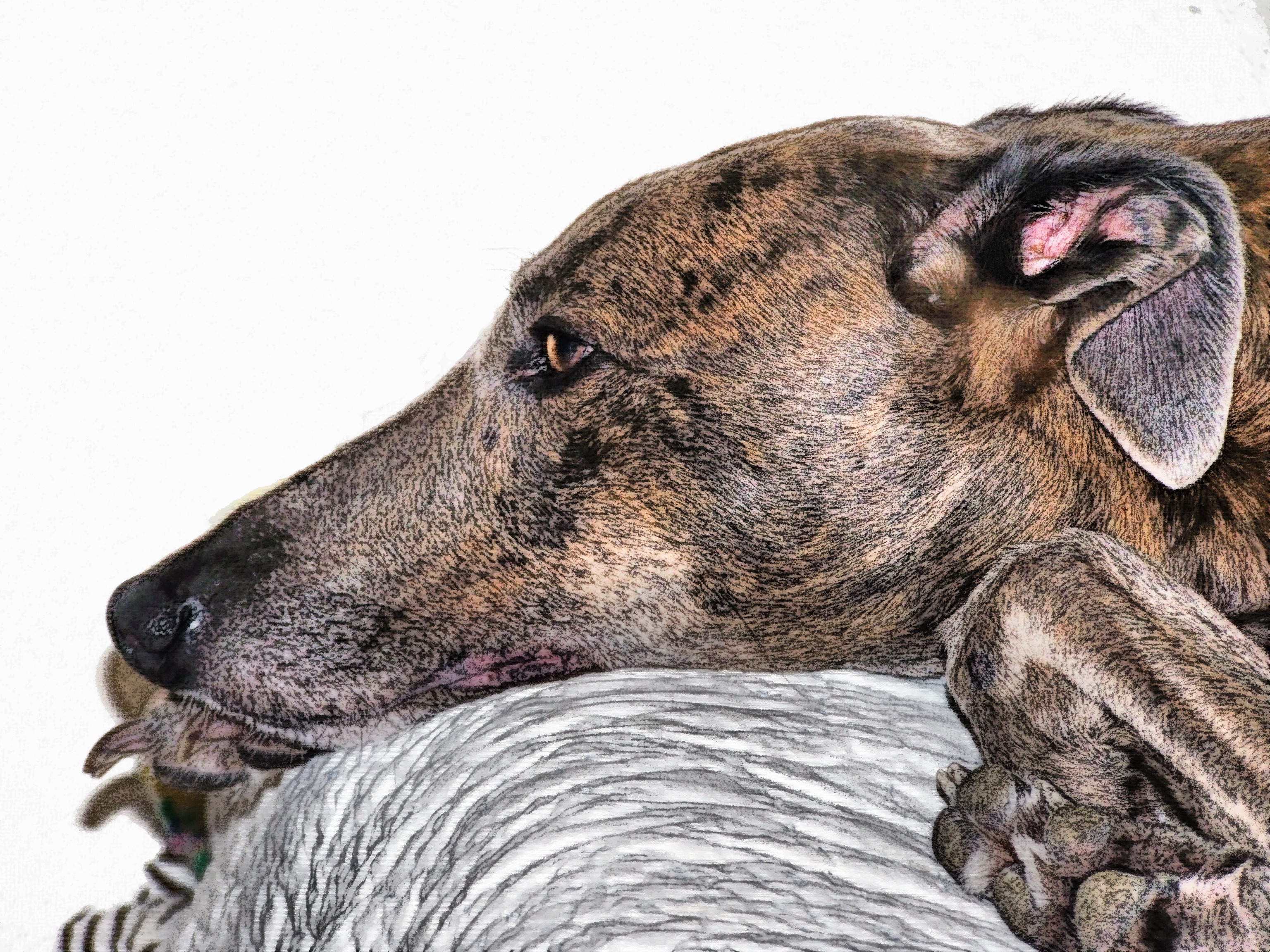 fast, brindle, lying, expressions, greyhound, profile, animal head, close-up, gray, animal body part, lying down, filter, pets, thin, looking away, closeup, HD Wallpaper