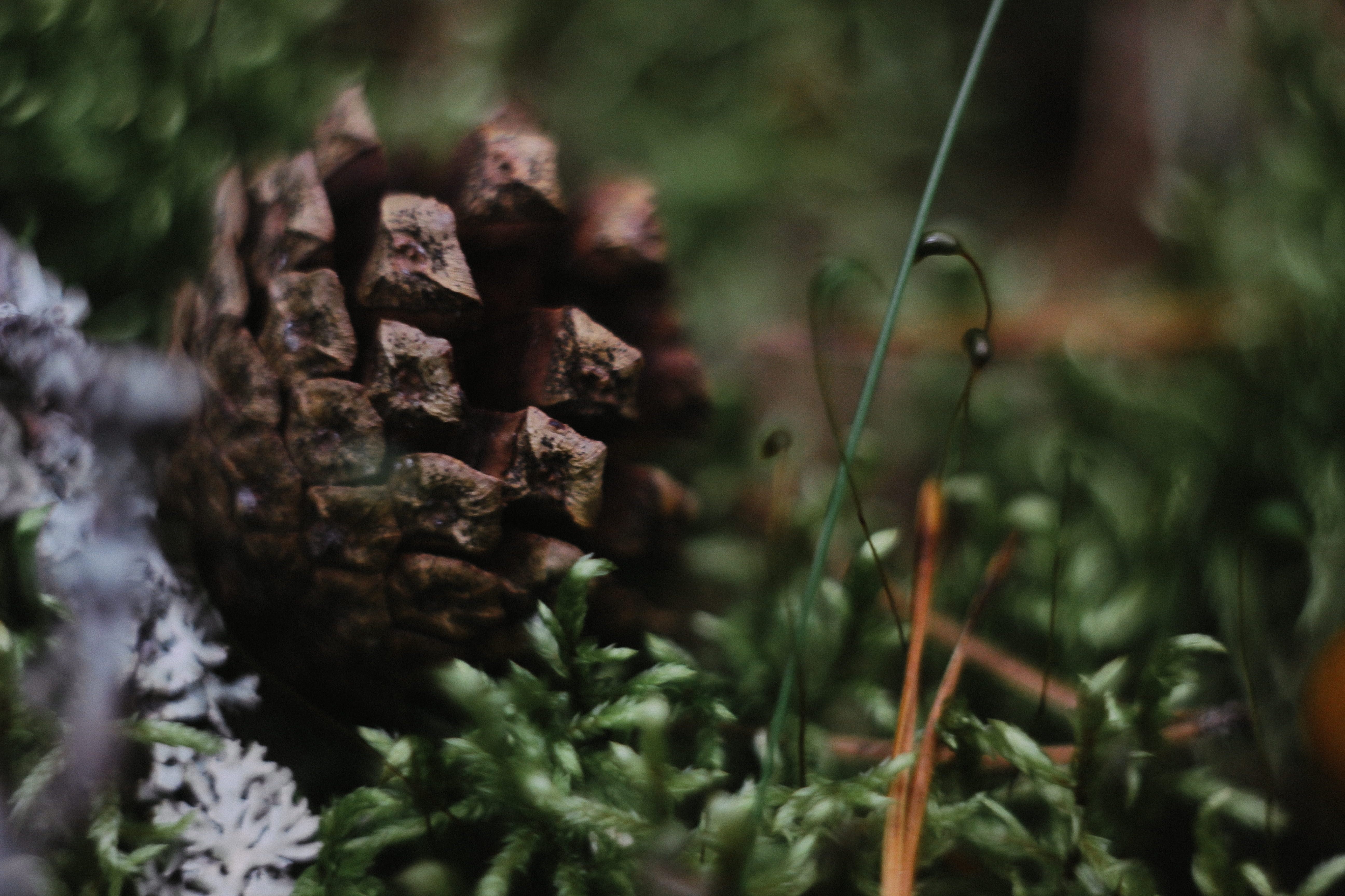 лес, love, growth, selective focus, forest, leaf, tree, nature, plant part, grass, day, outdoors, land, moss, 5K, food, green color, beauty in nature, HD Wallpaper