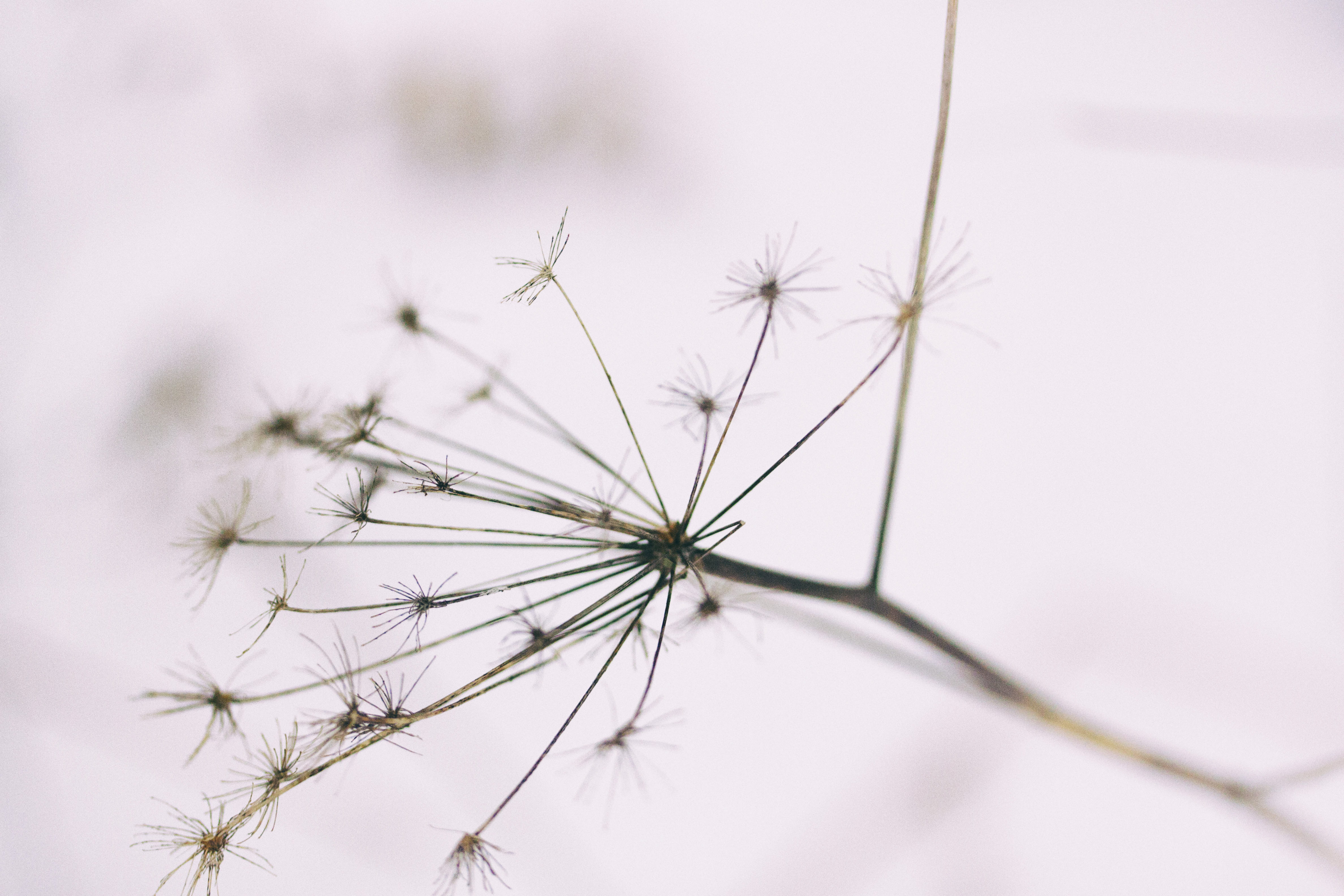 softness, tranquility, dandelion, no people, white, 4K, growth, grass, dandelion seed, freshness, day, flower head, macro, wildflower, focus on foreground, HD Wallpaper