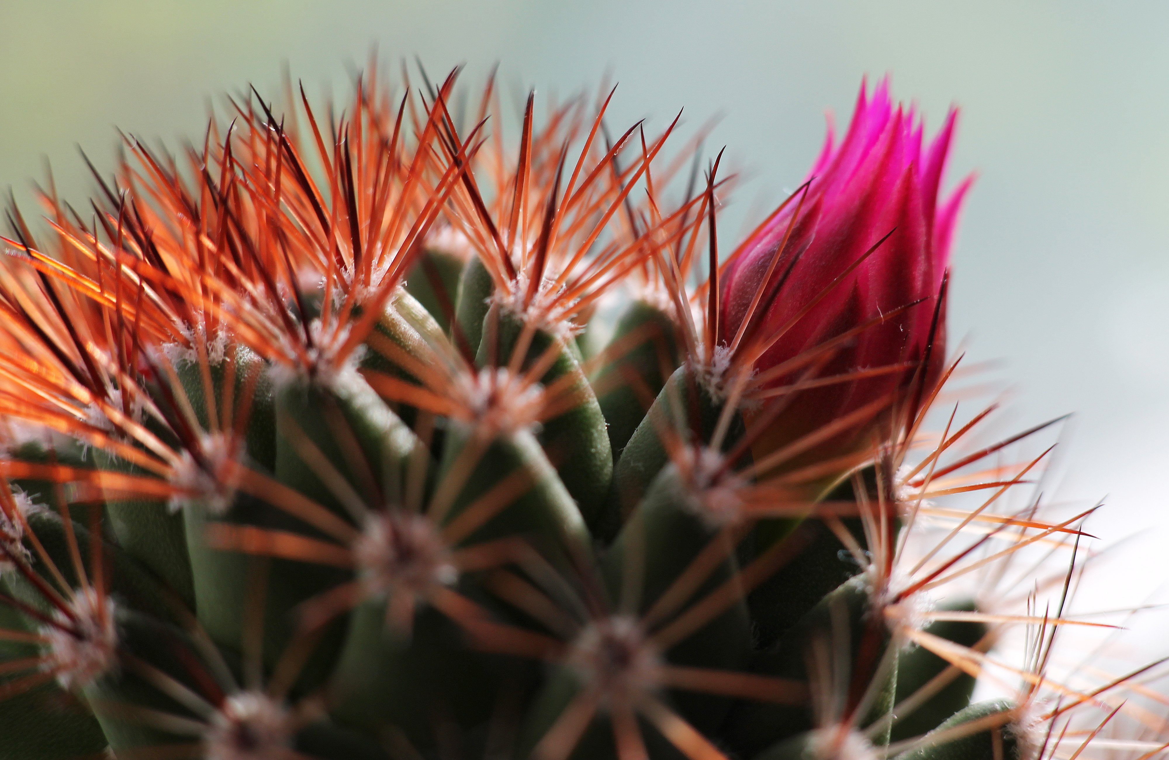 кактус, бутон, spines, bud, колючки, 4K, flower, макро, cactus, цветок, HD Wallpaper