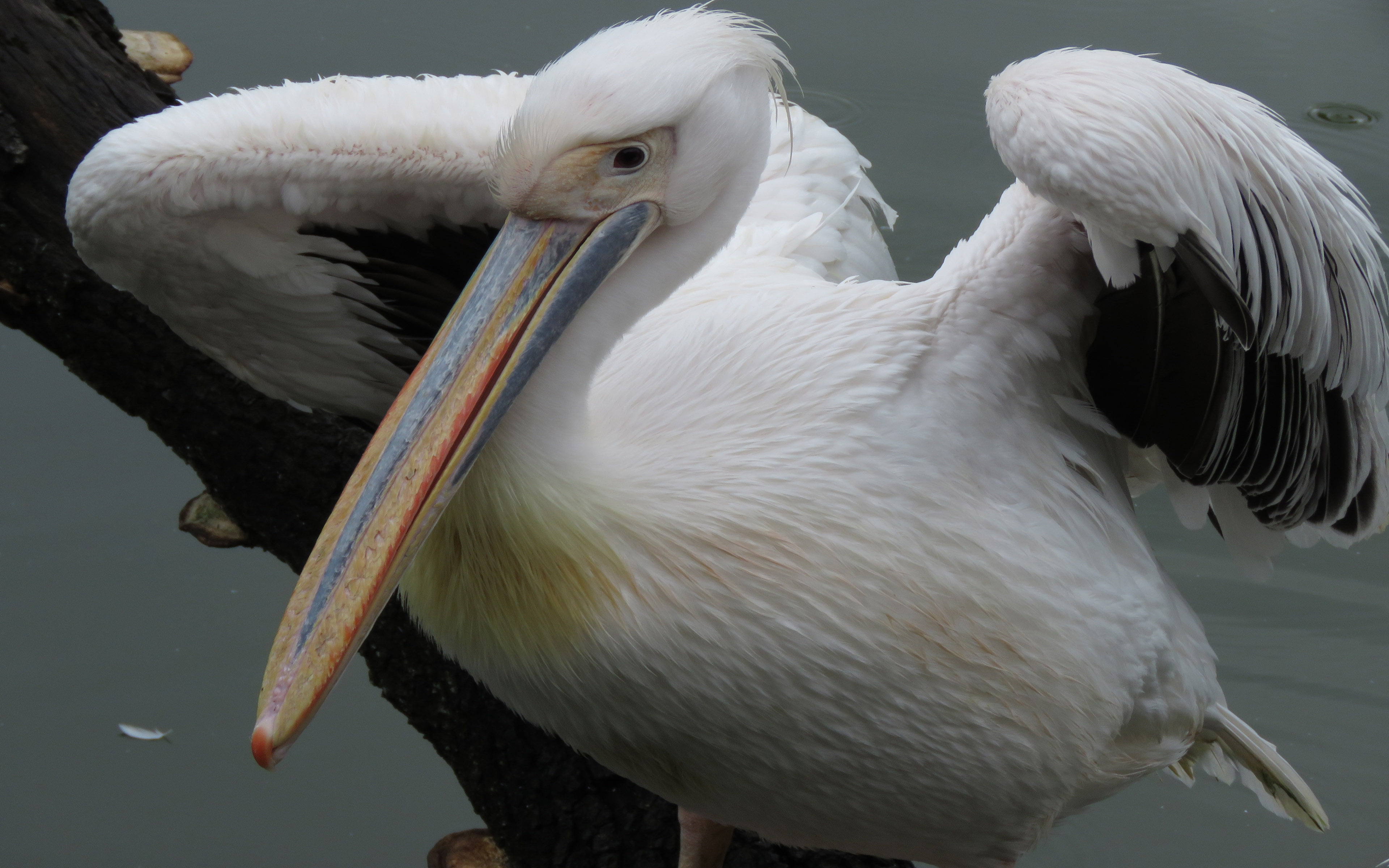 animal neck, family, 4K, pelicans, pelecanidae, cygnet, beak, water, white color, no people, makes, day, lake, hd, animal wildlife, nature, aquatic, focus on foreground, HD Wallpaper