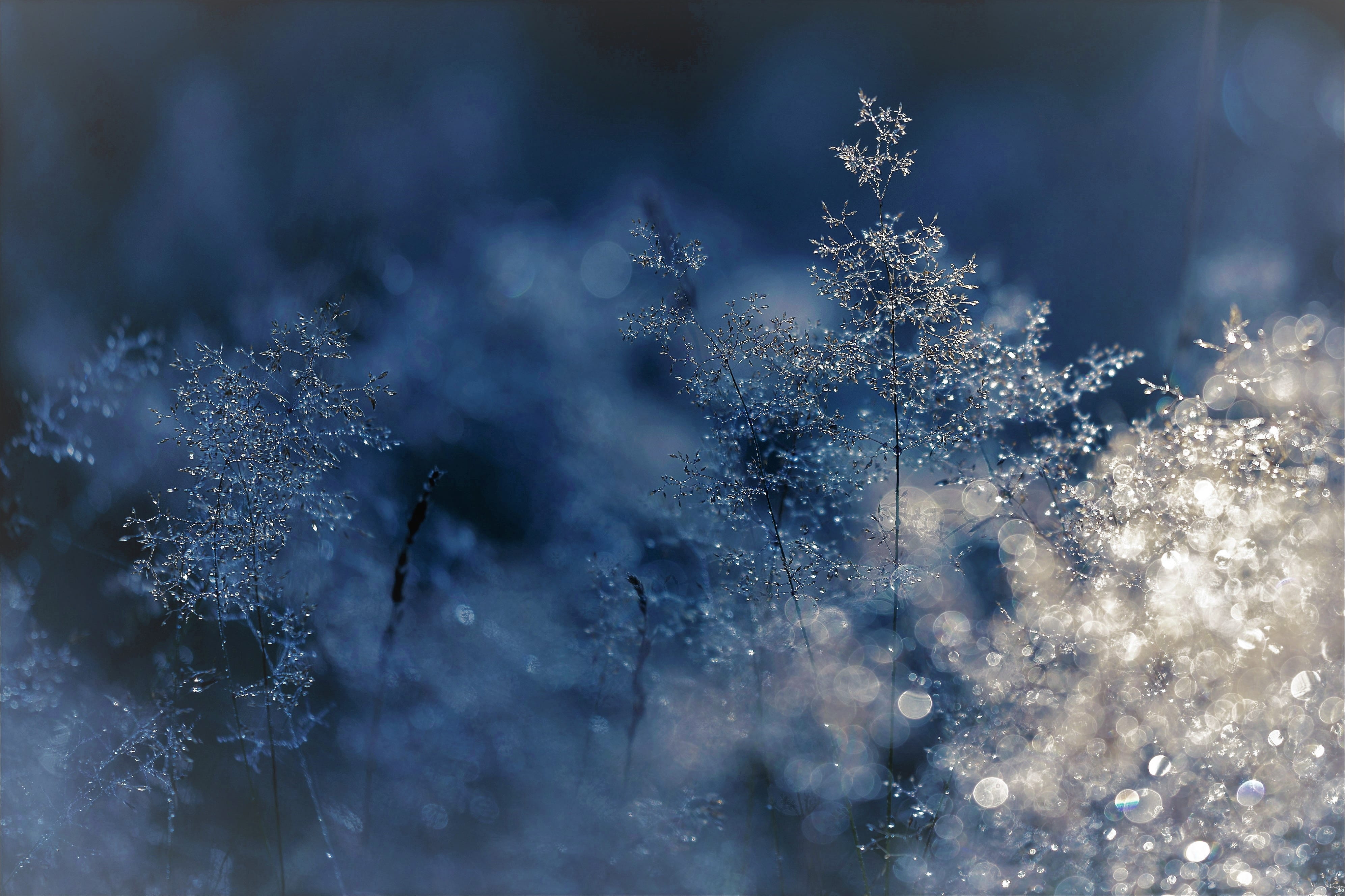 snowy, focus on foreground, backgrounds, snow, snowing, tranquility, icy, christmas, weather, blur, light, winter, cold temperature, frosty, ice, extreme weather, HD Wallpaper