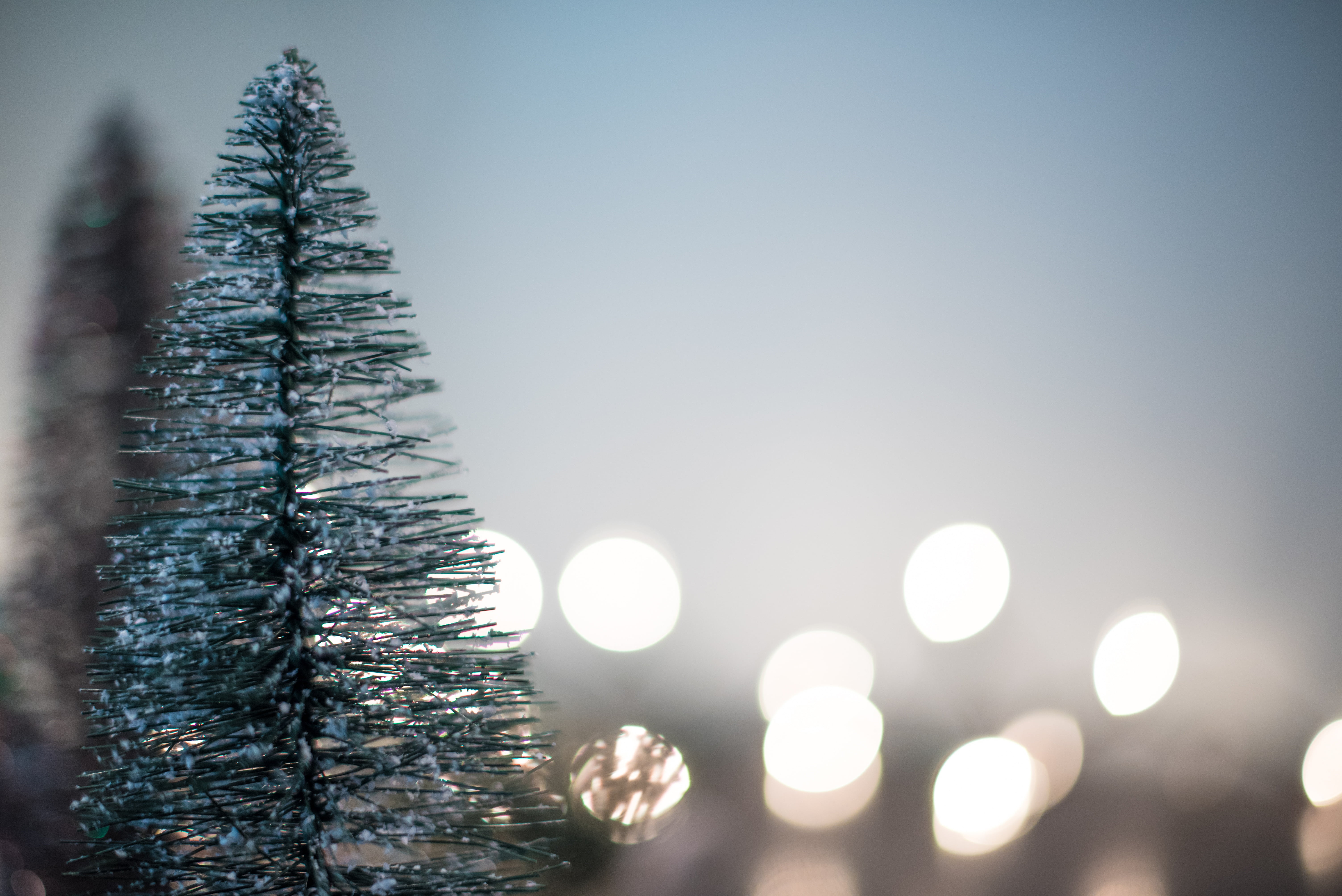 clear sky, cold temperature, defocused, beauty in nature, frost, nature, light, 5K, fir tree, focus on foreground, plant, close-up, snow, pine tree, bright, HD Wallpaper