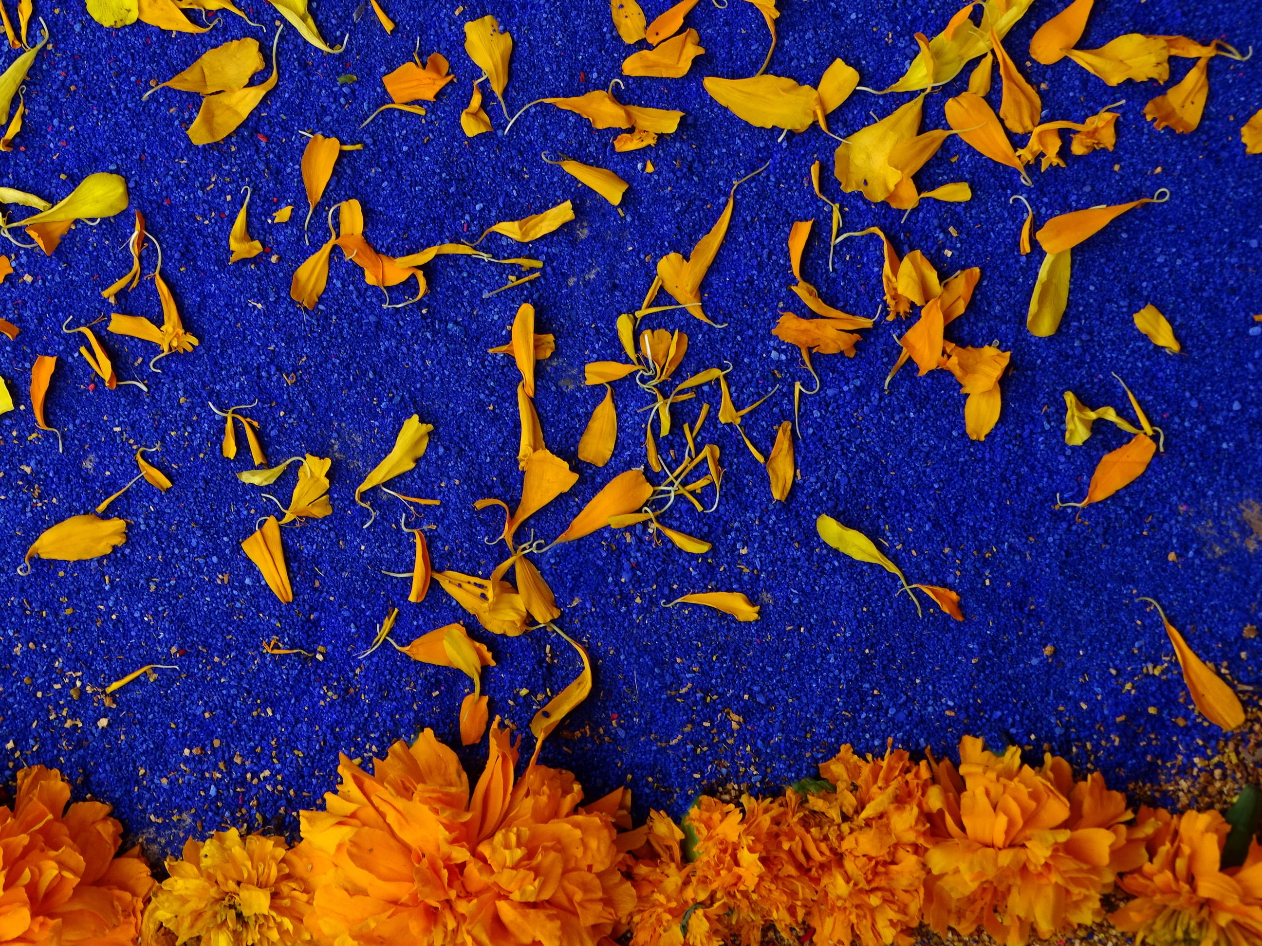 backgrounds, beauty in nature, veracruz, yellow, flowers, plant, change, festival, leaf, november, petaled, marigolds, day of the dead, maple leaf, autumn, HD Wallpaper