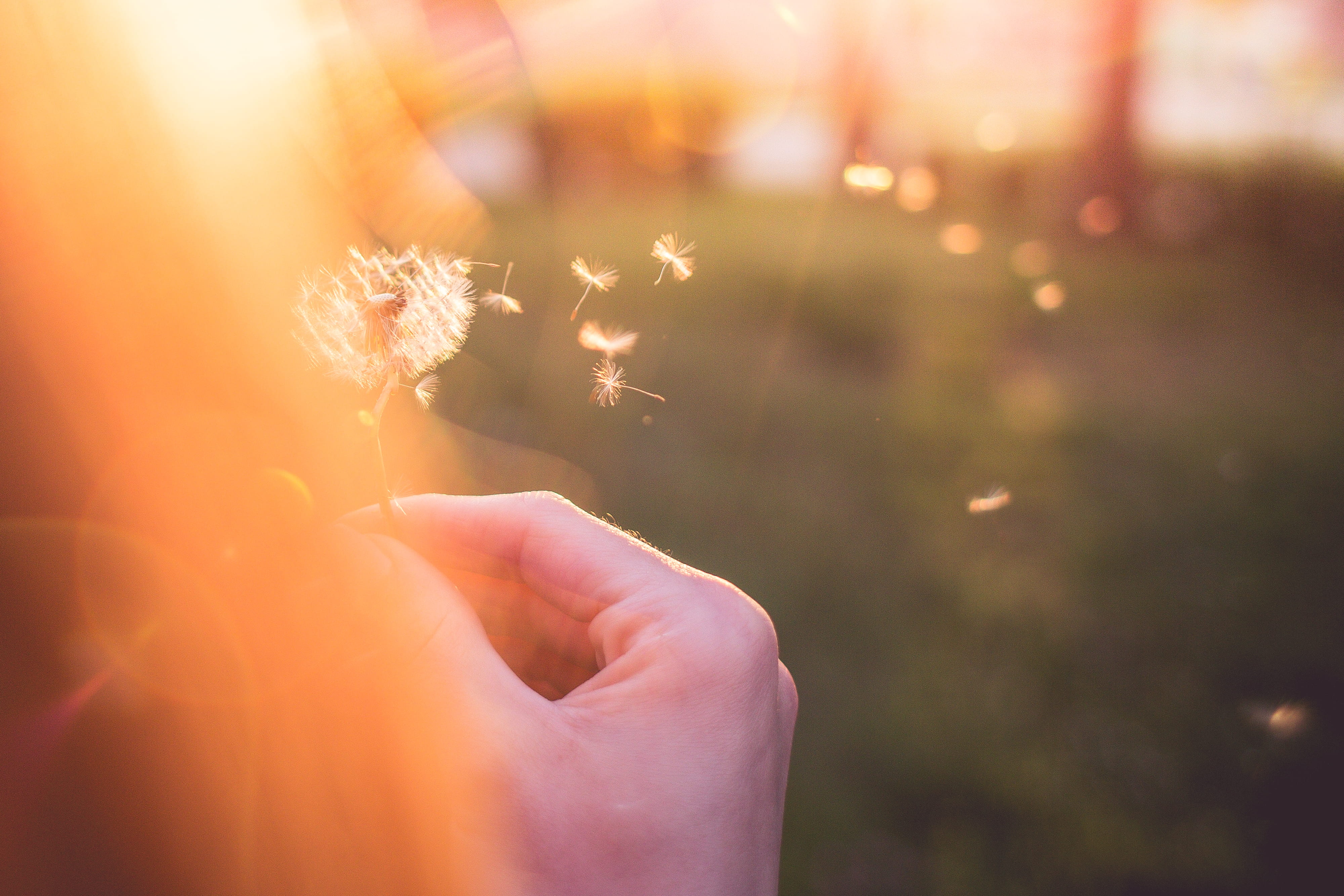 fragility, Blowing, Dandelion, human body part, vulnerability, Girl, sunny, finger, one Person, nature, room for text, sunlight, lens flare, bright, blowball, HD Wallpaper