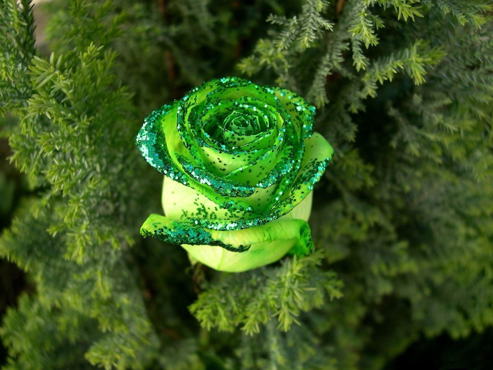 plant part, outdoors, bud, land, needles, flowering plant, fragility, green, spiral, rose, green Color, fern, summer, plant, backgrounds, growth, day, 720P, HD Wallpaper