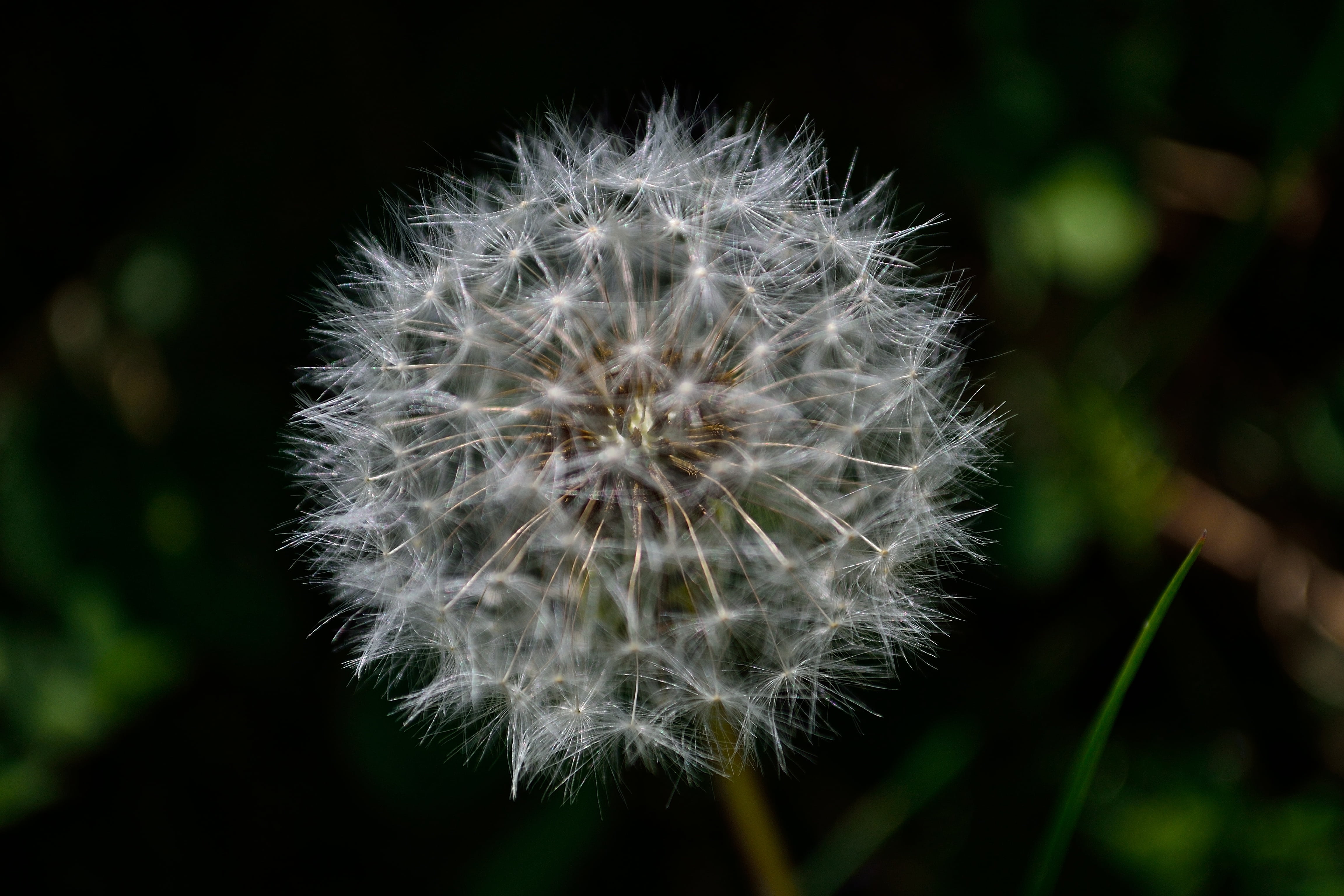 white color, no people, dandelion, speck, softness, plant, flower, fragility, seed, flower head, dandelion seed, nature, spring, 4K, soft focus, flowering plant, HD Wallpaper