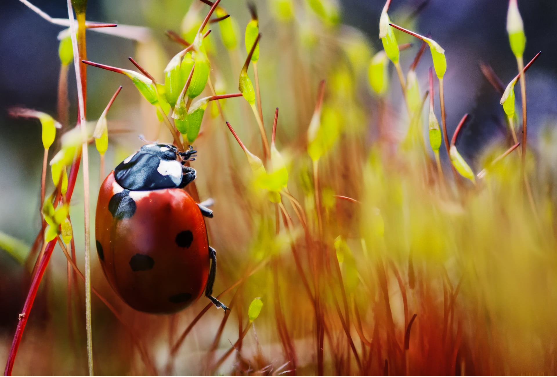 animal, invertebrate, selective focus, growth, day, 1080P, close-up, ladybug, plant, outdoors, bird, beetle, animals in the wild, insect, spotted, focus on foreground, HD Wallpaper