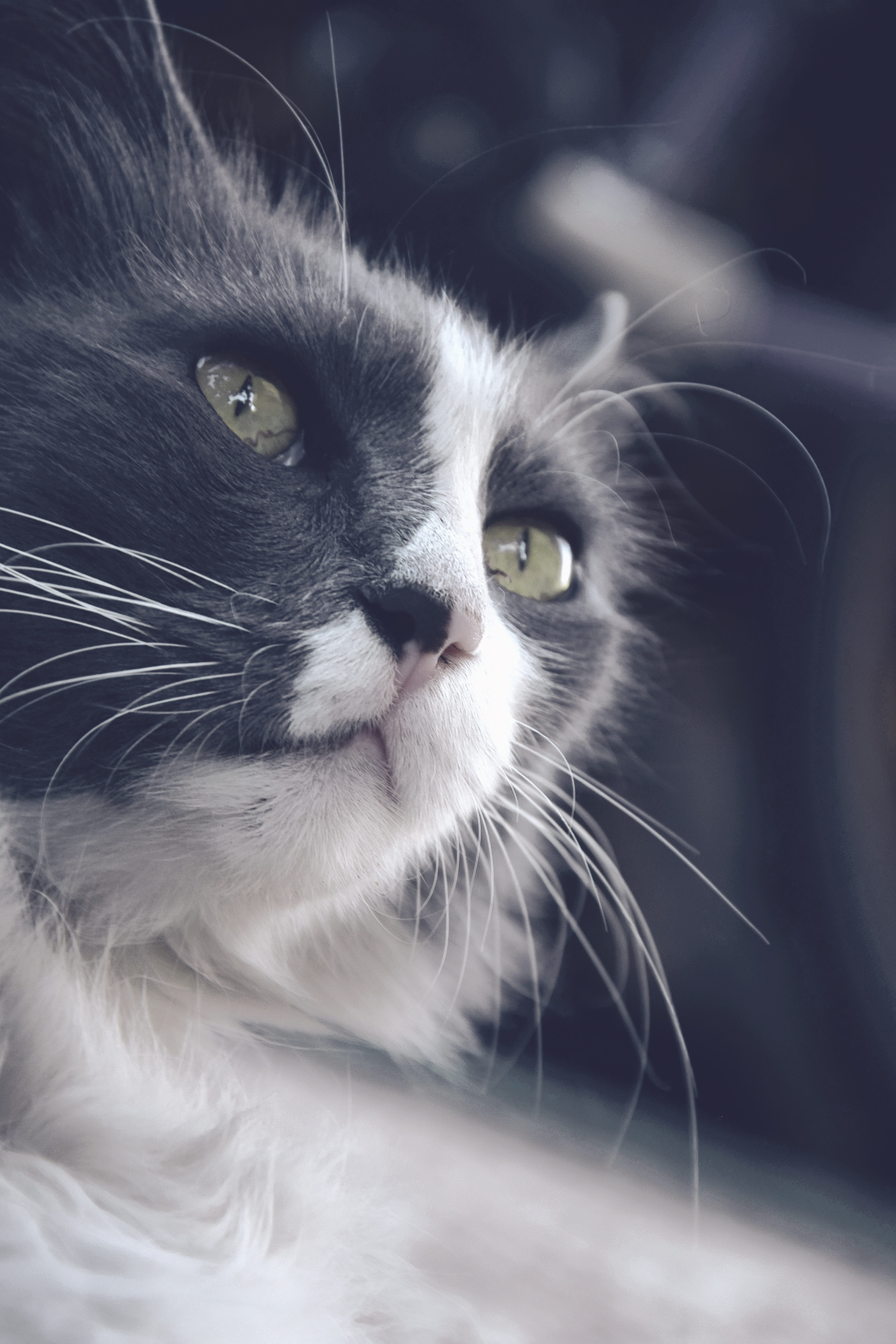 animal head, one animal, animal body part, focus on foreground, mammal, snout, cat, looking, longhair cat, indoors, animal, vertebrate, stray cat, domestic, Phone HD Wallpaper