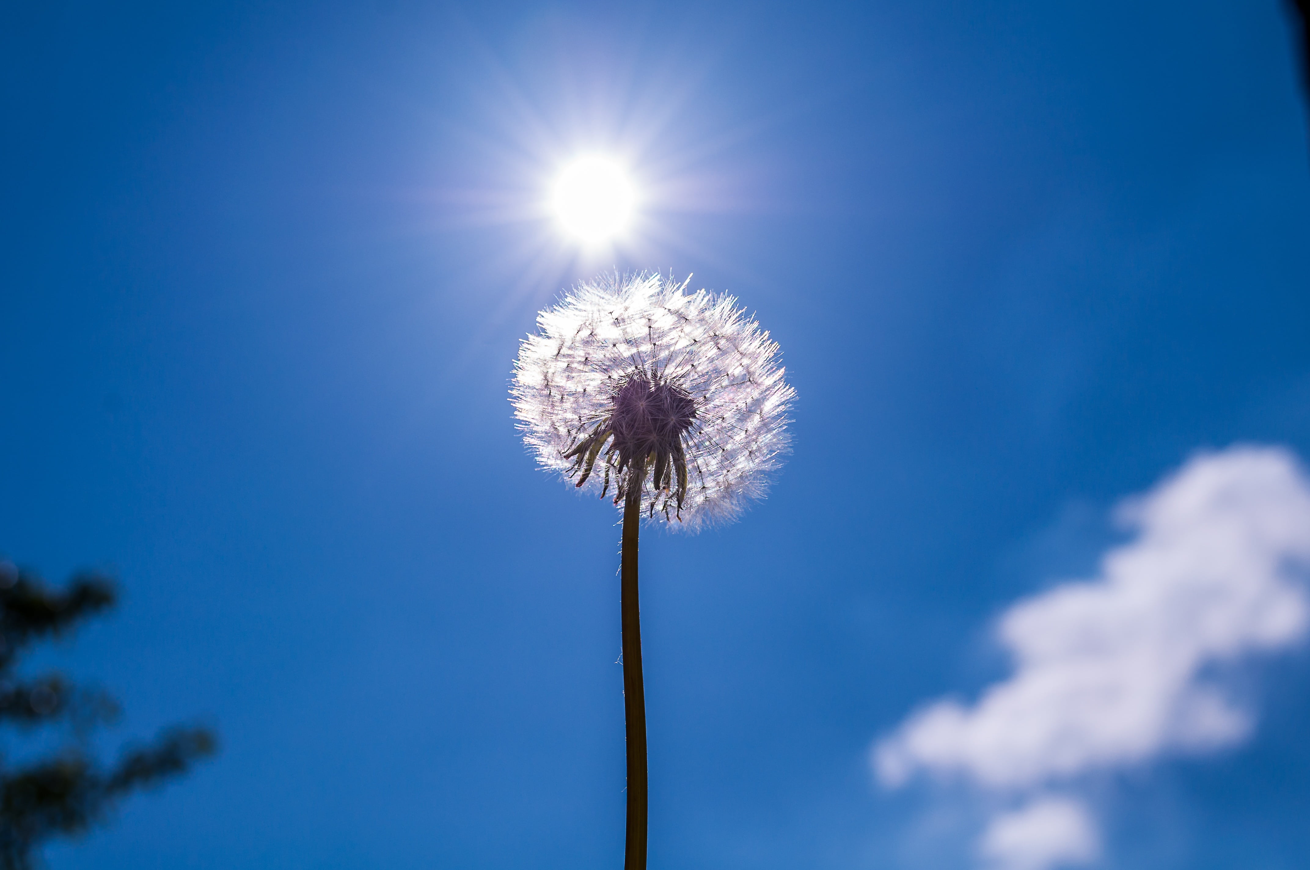 no people, sunlight, faded, vulnerability, sky, plant stem, soft, plant, photography, low, sun, flying seeds, beauty in nature, flower head, bright, wild flower, HD Wallpaper