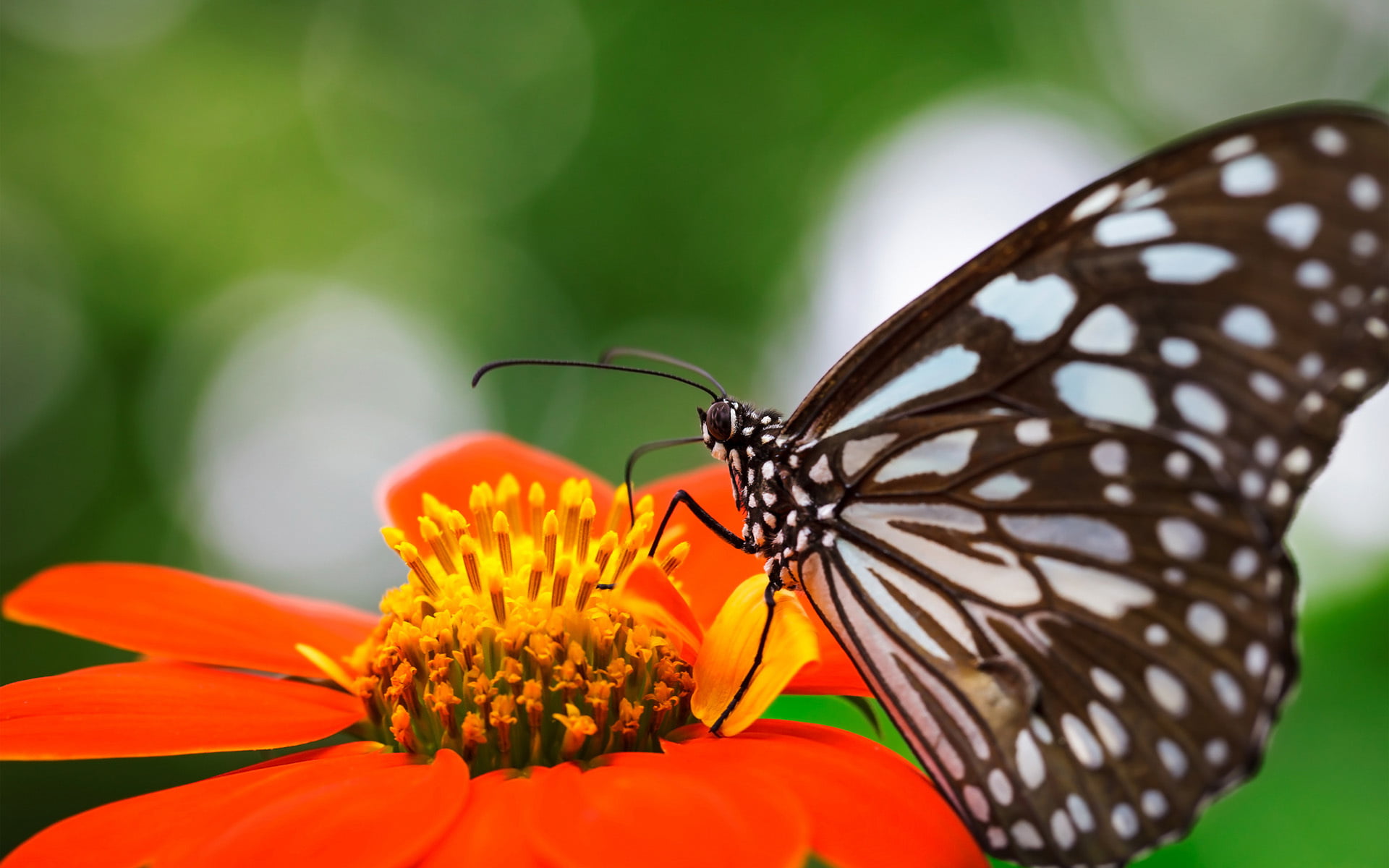 close-up, brown, freshness, 1080P, orange, nature, spotted, butterfly - insect, invertebrate, animal themes, animal wildlife, focus, flower, flower head, HD Wallpaper