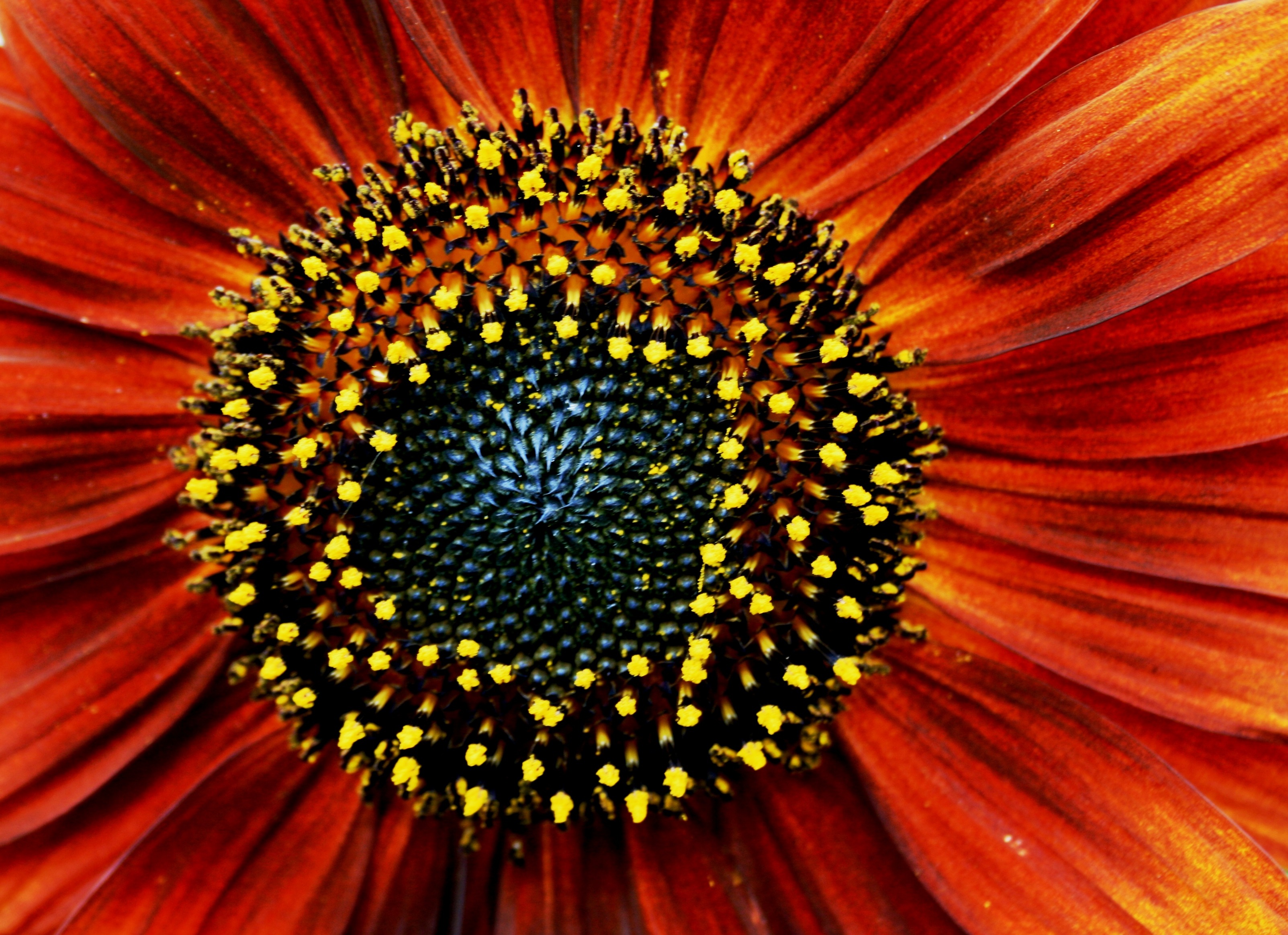 sun, bright, softness, summer, backgrounds, flowering plant, 2K, petals, yellow, concentric, round, flower, sunflower, pollen, plant, freshness, growth, HD Wallpaper