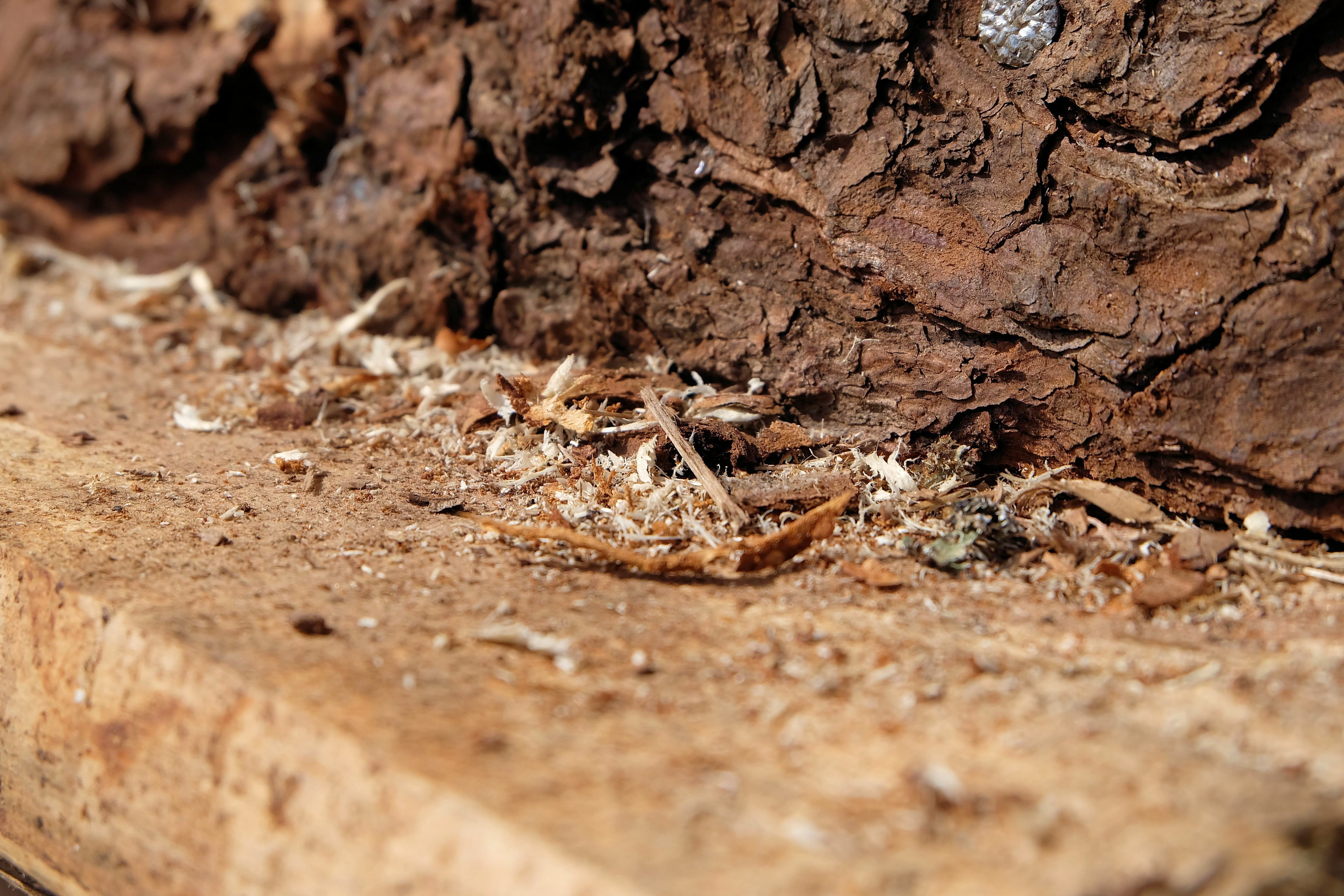 rough, selective focus, trash, plant, 4K, tree, nature, arid climate, backgrounds, day, splint, outdoors, mud, textured, field, tranquility, land, surface level, HD Wallpaper