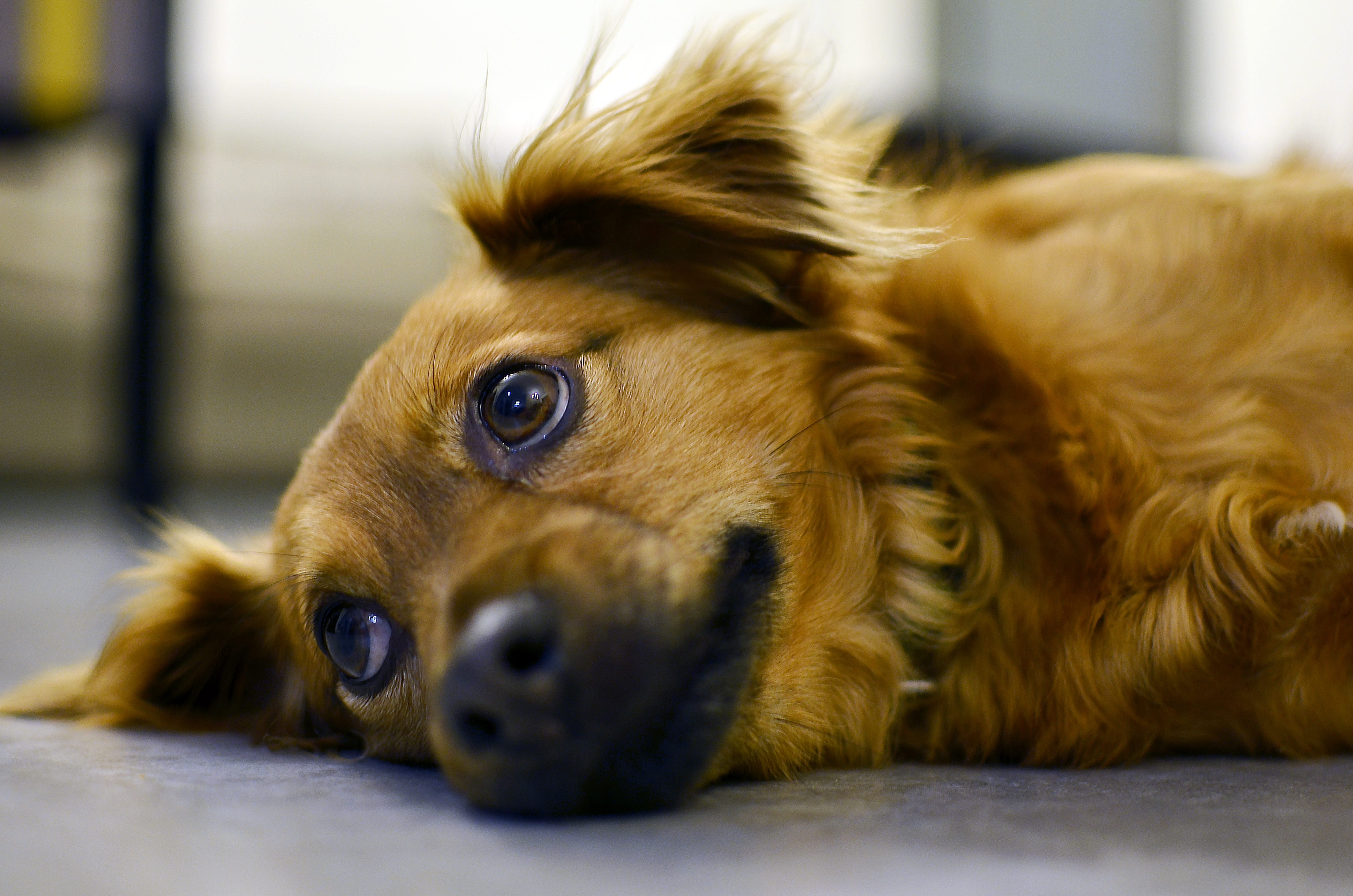 animal eye, pets, floor, looking at camera, sad, concrete, stunning, domestic animals, cute, overwhelming, soft, eyes, amazing, softness, mammal, relax, HD Wallpaper