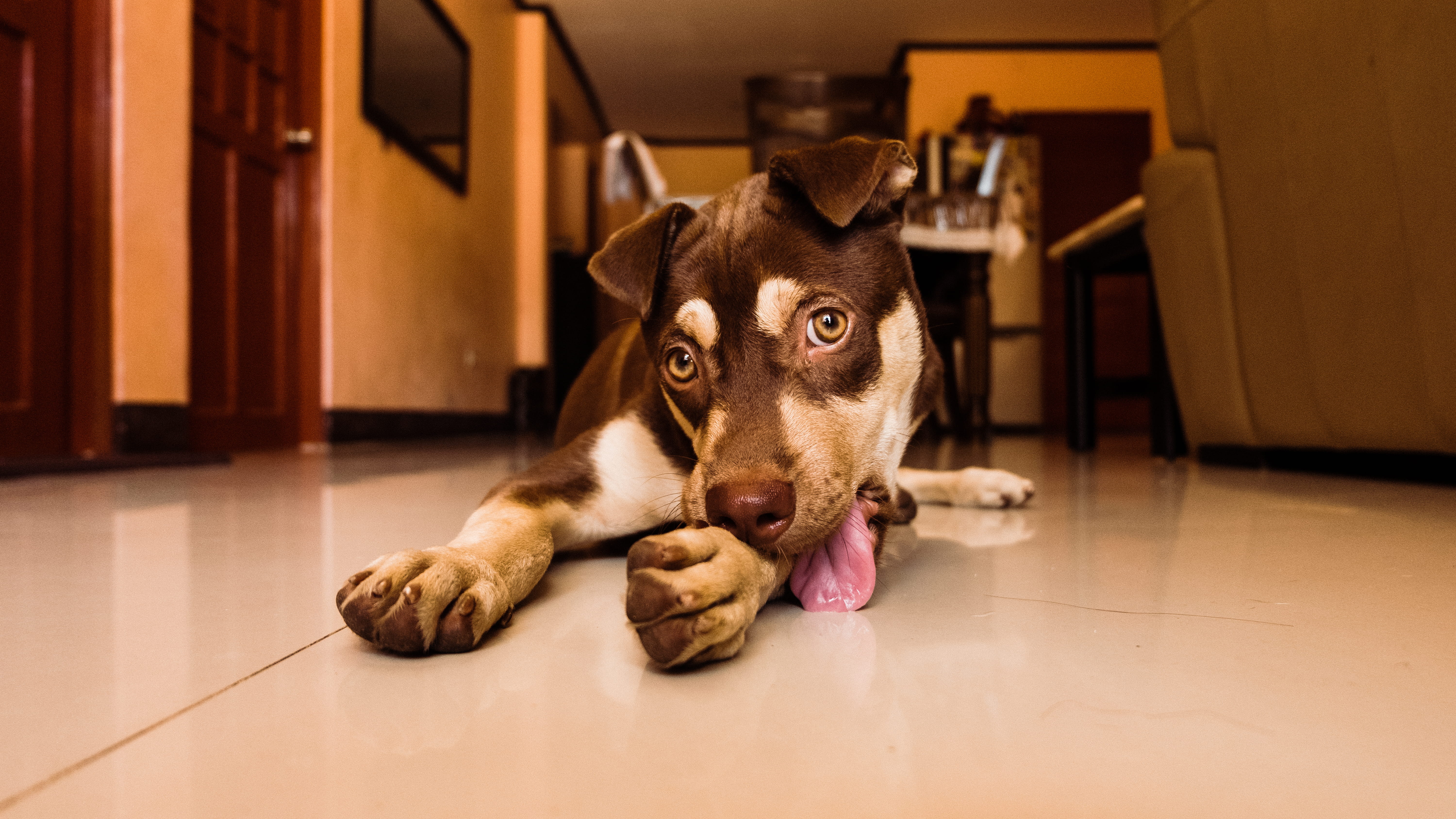adorable, seat, fun, fur, portrait, relaxation, tongue, animal body part, lying down, flooring, domestic animals, close-up, 5K, lying, cute, lick, mammal, HD Wallpaper