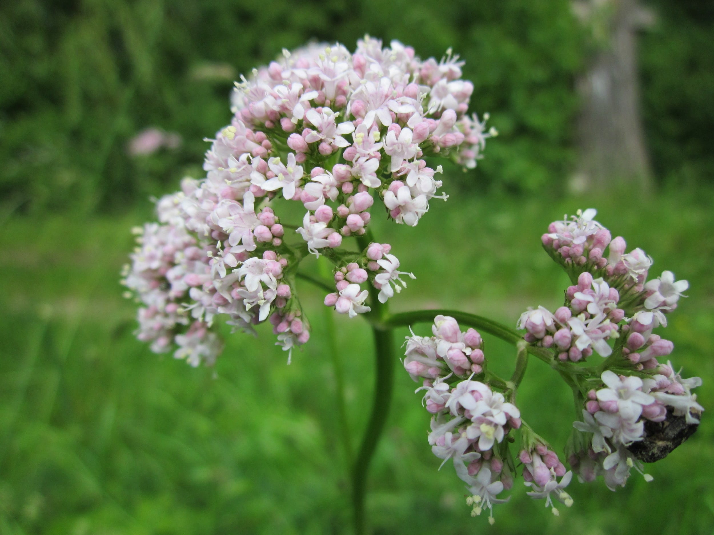 plant, 1080P, growth, close-up, valeriana officinalis, fragility, freshness, focus on foreground, flora, flower head, lilac, no people, garden heliotrope, HD Wallpaper