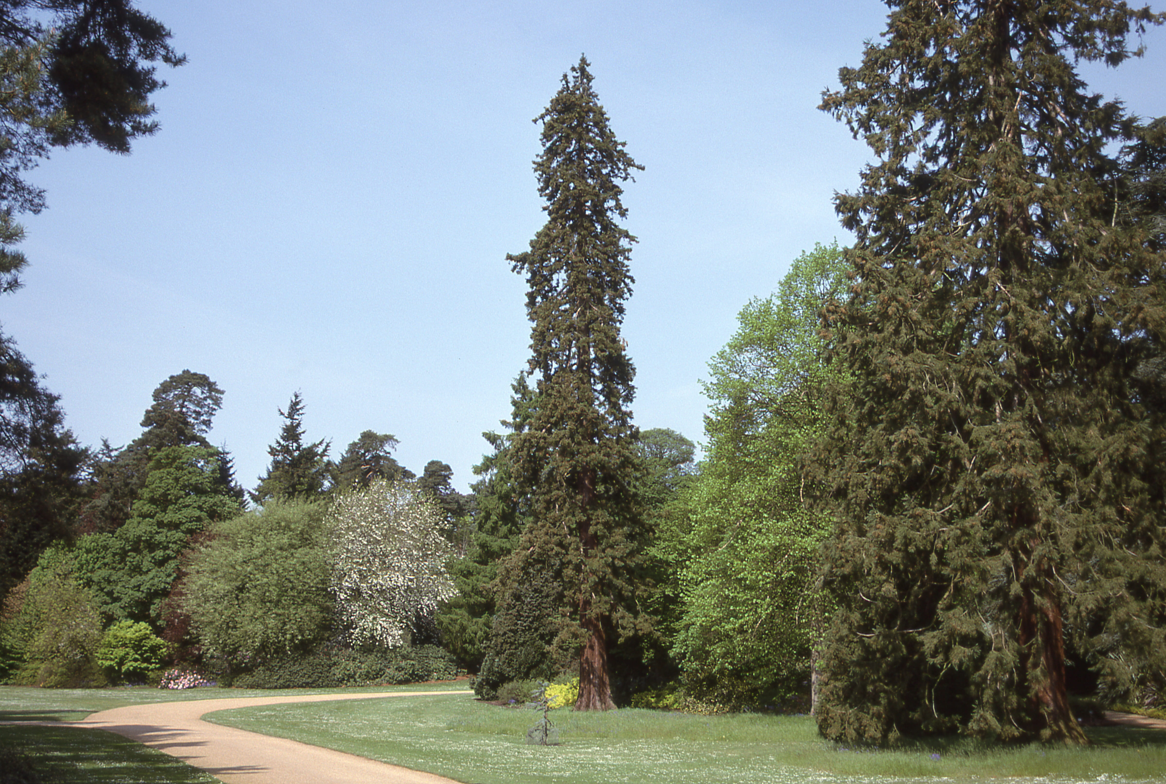 clear sky, no people, sunlight, england, road, land, tranquility, treelined, east anglia, day, green color, plant, park - man made space, nature, united kingdom, HD Wallpaper