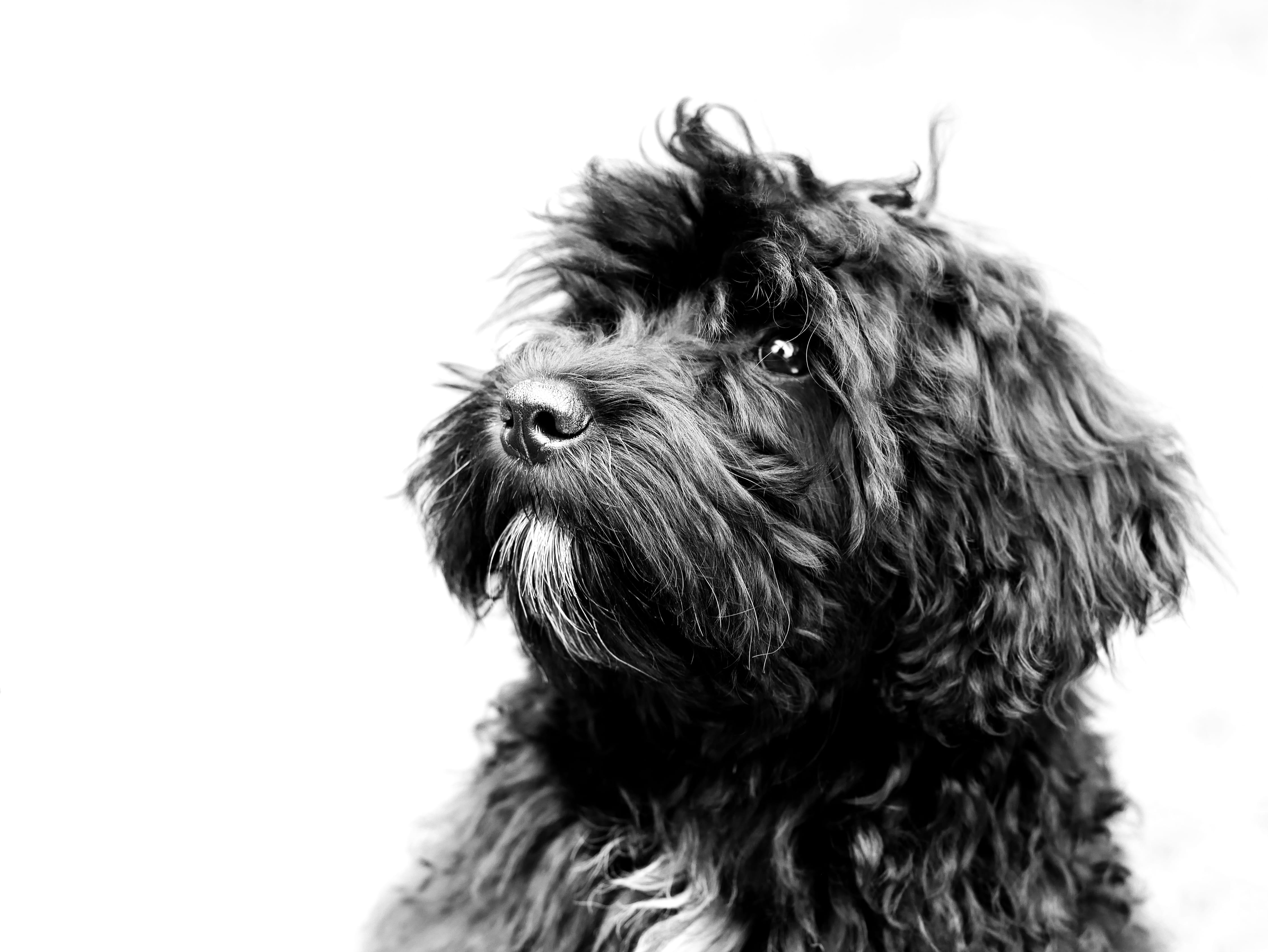 indoors, united kingdom, mammal, newport, dog, animal body part, animal head, domestic, black and white, vertebrate, animal themes, puppy, no people, pets, HD Wallpaper