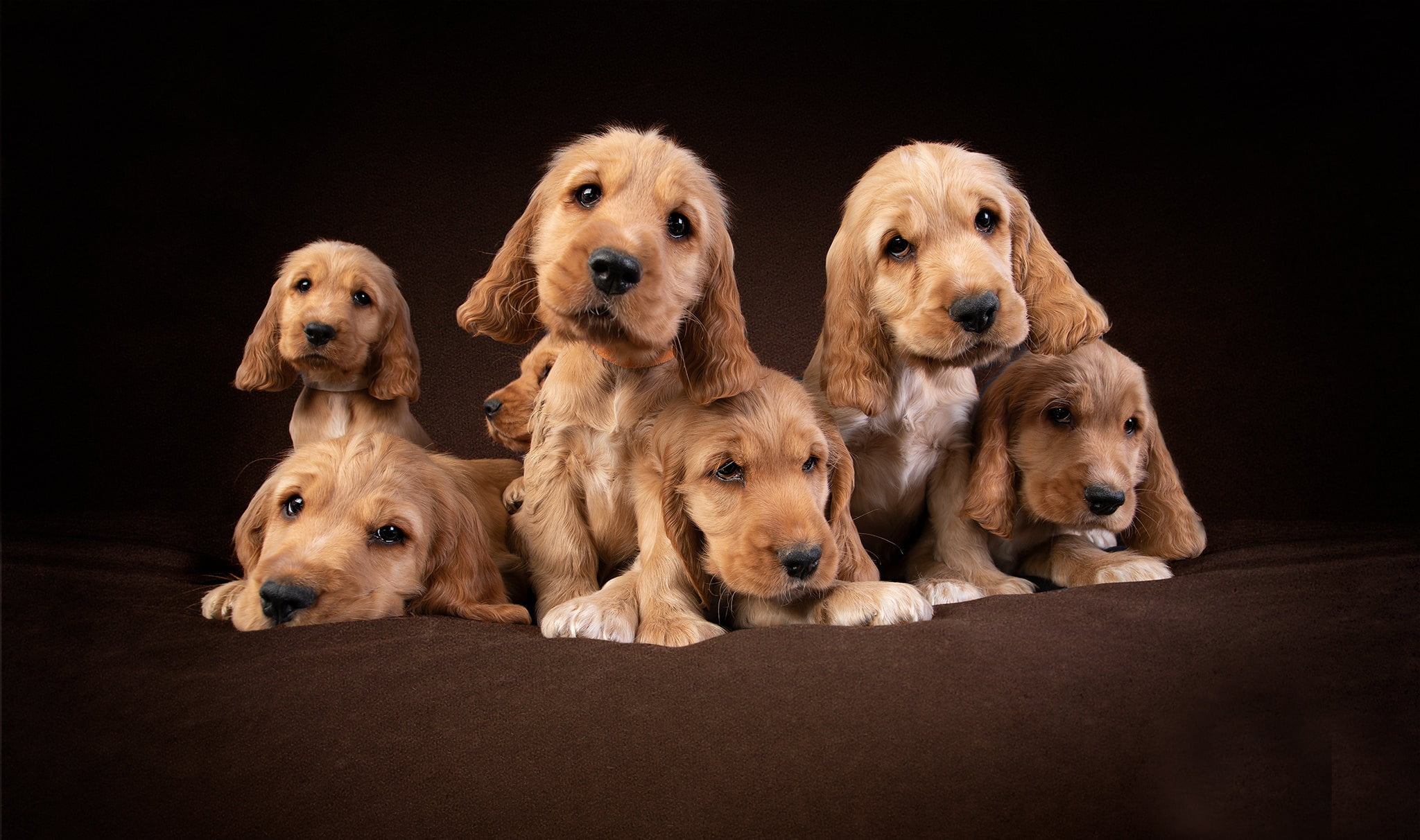 dogs, Cocker Spaniel, puppies, 1080P, background, HD Wallpaper
