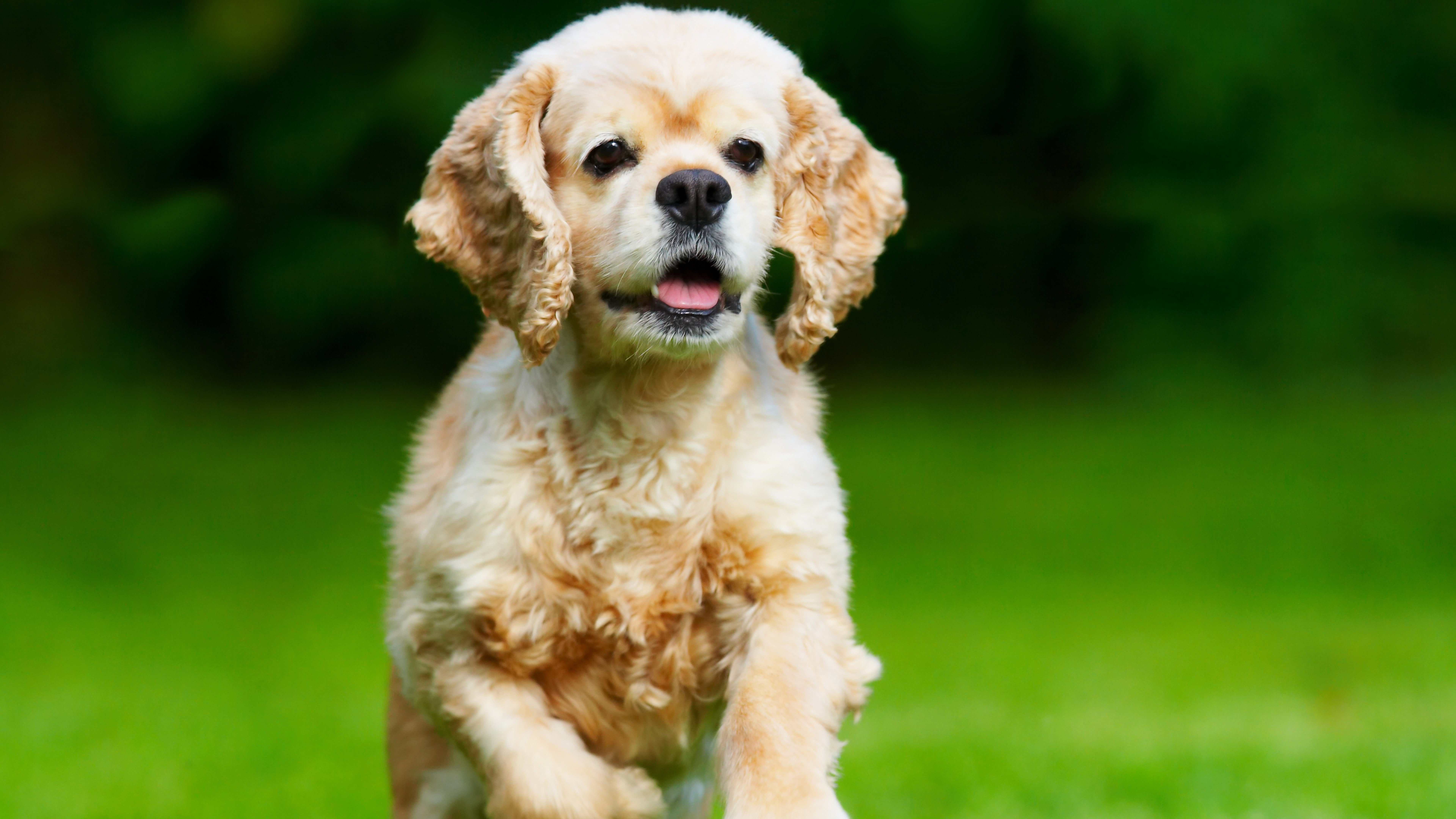 animal mouth, panting, animal, no people, pets, front view, purebred dog, a cute puppy cocker spaniel dog picture, focus on foreground, grass, animal themes, HD Wallpaper