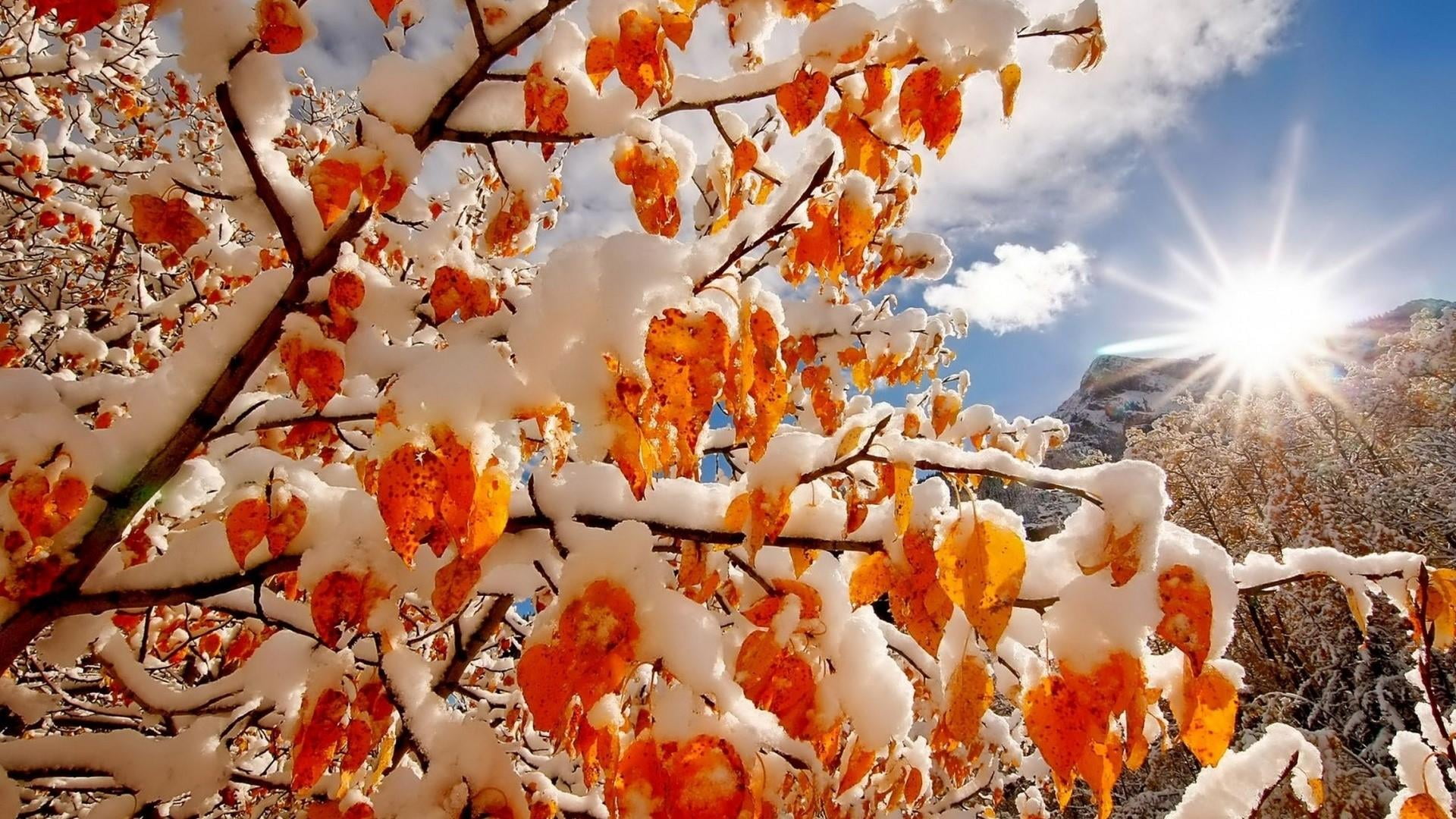 growth, day, nature, orange color, sunbeam, sunlight, sky, sun, plant, tree, autumn, beauty in nature, snow, rays, outdoors, no people, freshness, cloud - sky, HD Wallpaper