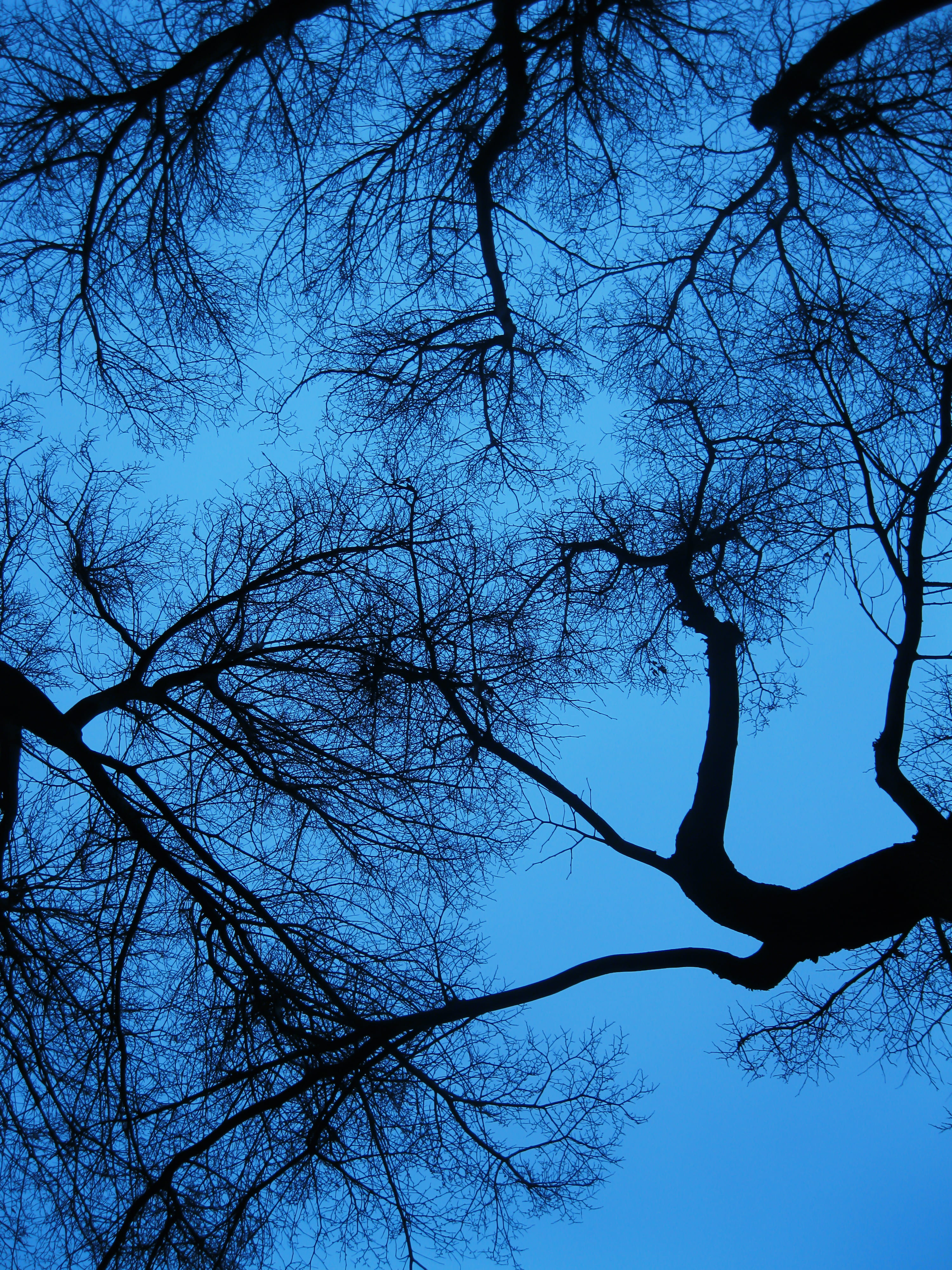 dark, fractal, bare tree, leaf, tree trunk, dawn, wood, fall, clear sky, growth, sky, tranquil scene, tree canopy, plant, beauty in nature, landscape, low angle view, Phone HD Wallpaper