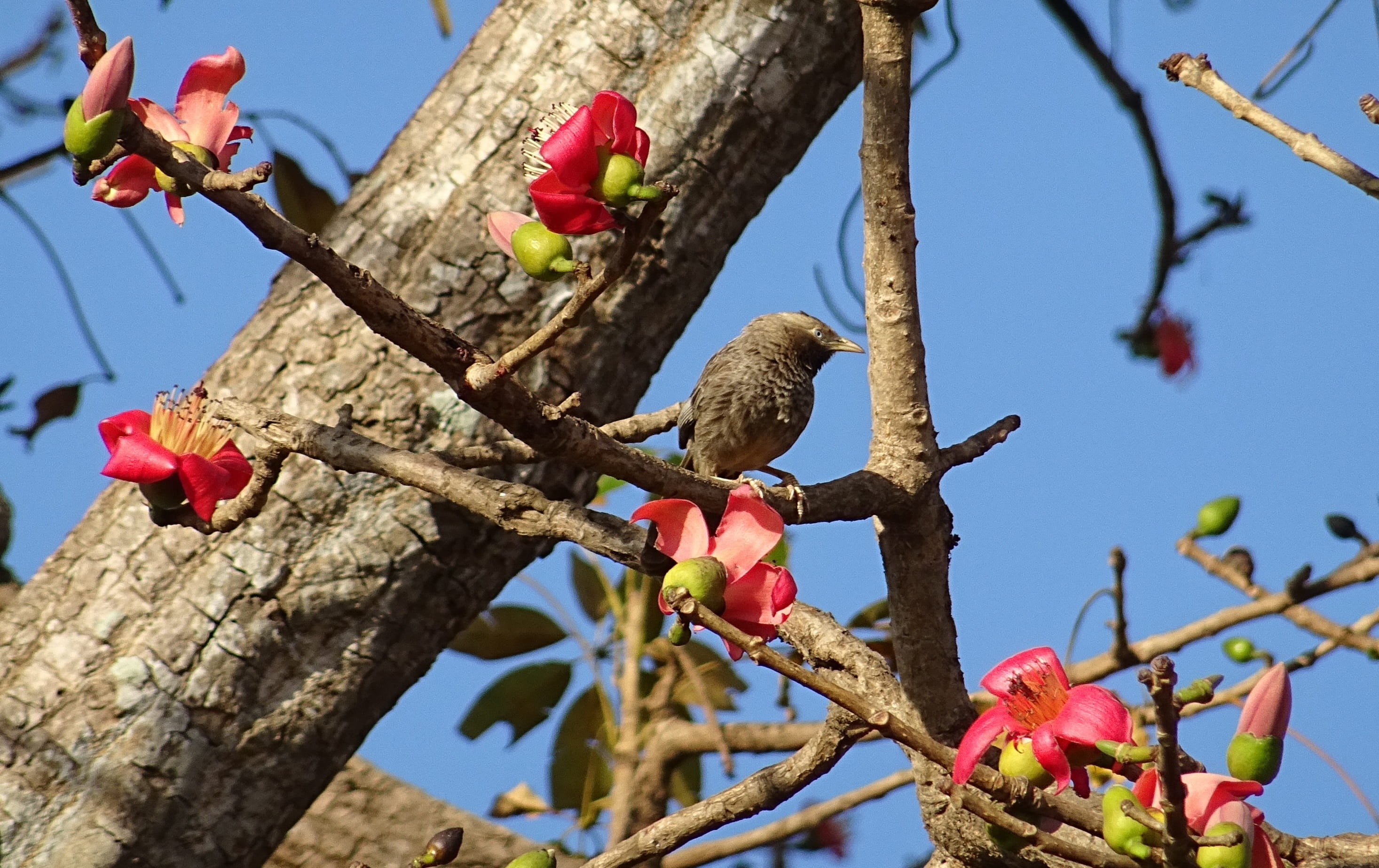 animal, 2K, healthy eating, low angle view, group of animals, india, Yellow-Billed Babbler, nature, branch, perching, shimul tree, animal wildlife, Tree, HD Wallpaper