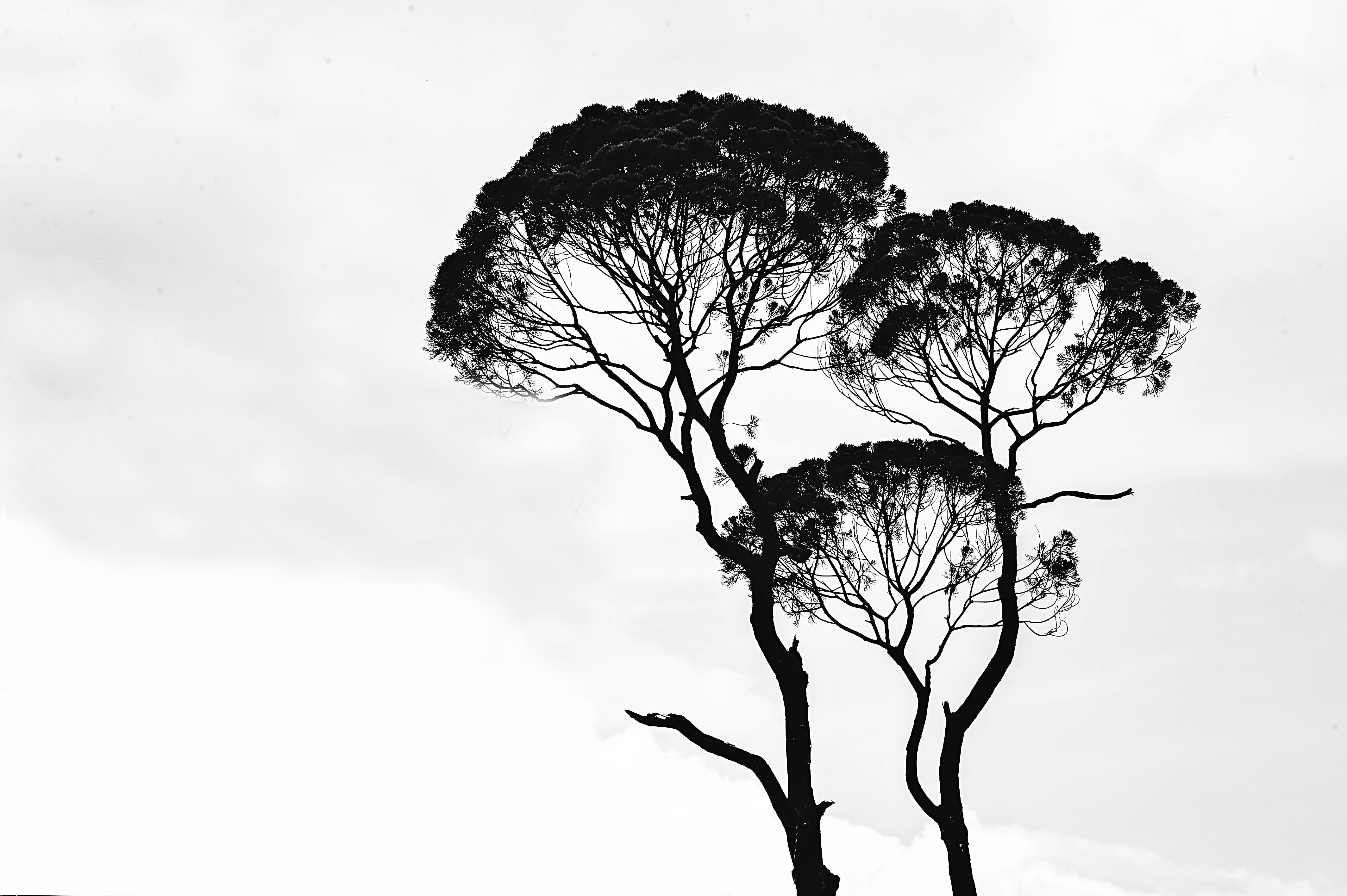 silhouette, tree trunk, land, tranquility, day, art, trunk, plant, black-and-white, isolated, woods, sky, cloud - sky, single tree, outdoors, photo, environment, HD Wallpaper