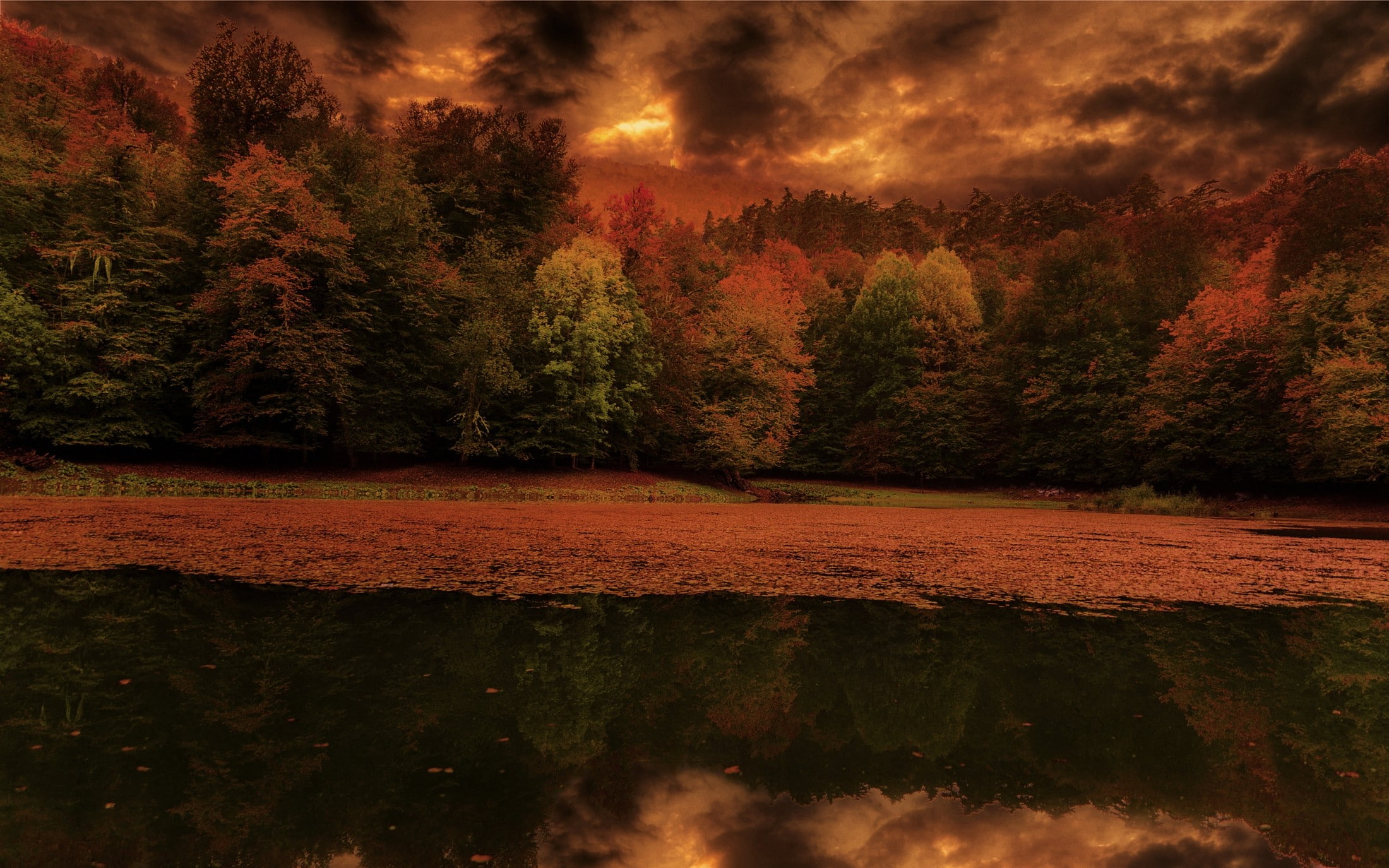 sky, fall, land, nature, forest, sunset, cloud - sky, no people, outdoors, tranquility, trees, leaves, growth, lake, scenics - nature, tree, non-urban scene, HD Wallpaper