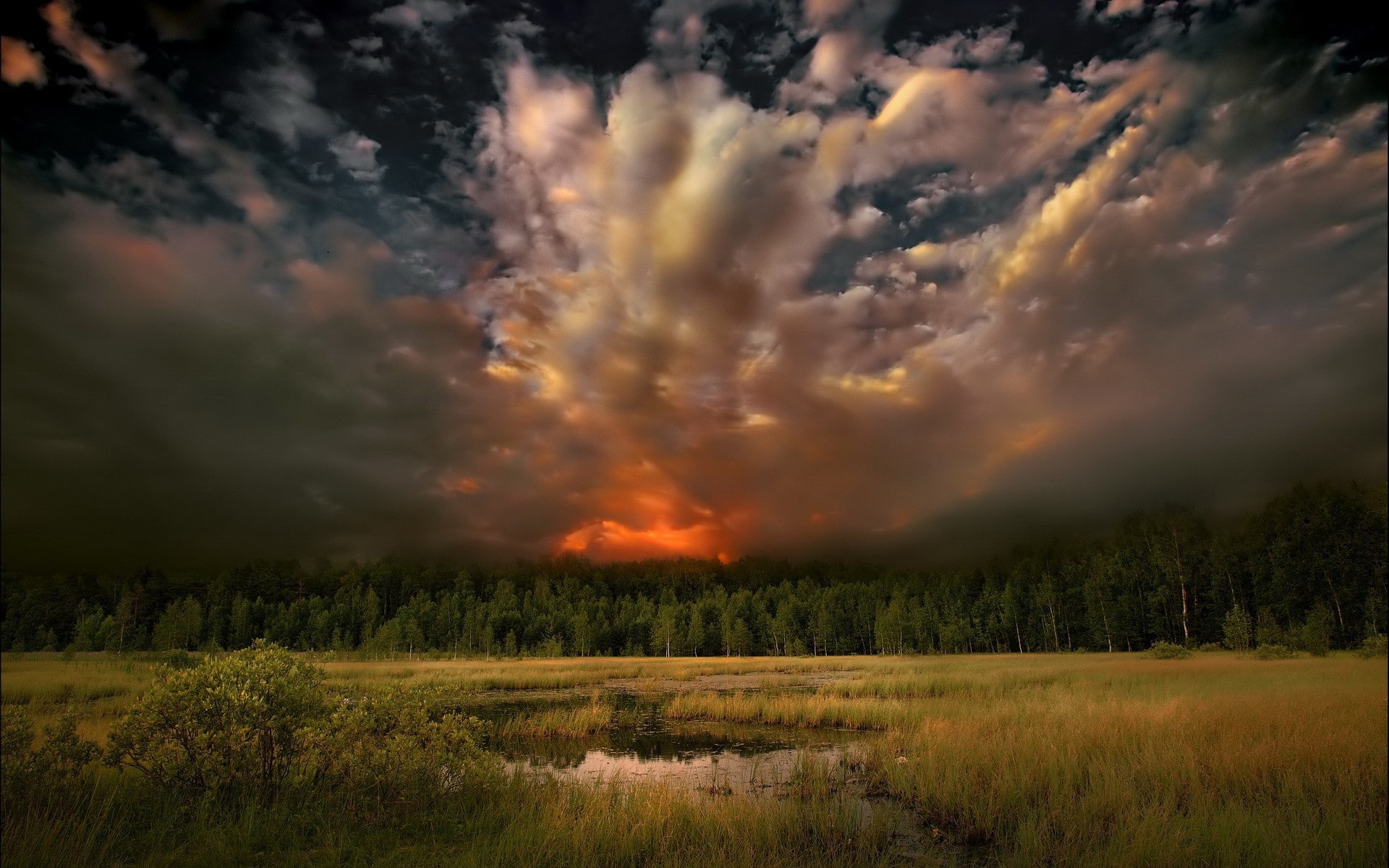 tree, sunset, land, grass, growth, beauty in nature, environment, field, idyllic, scenics - nature, outdoors, nature, water, forest, landscape, tranquil scene, HD Wallpaper