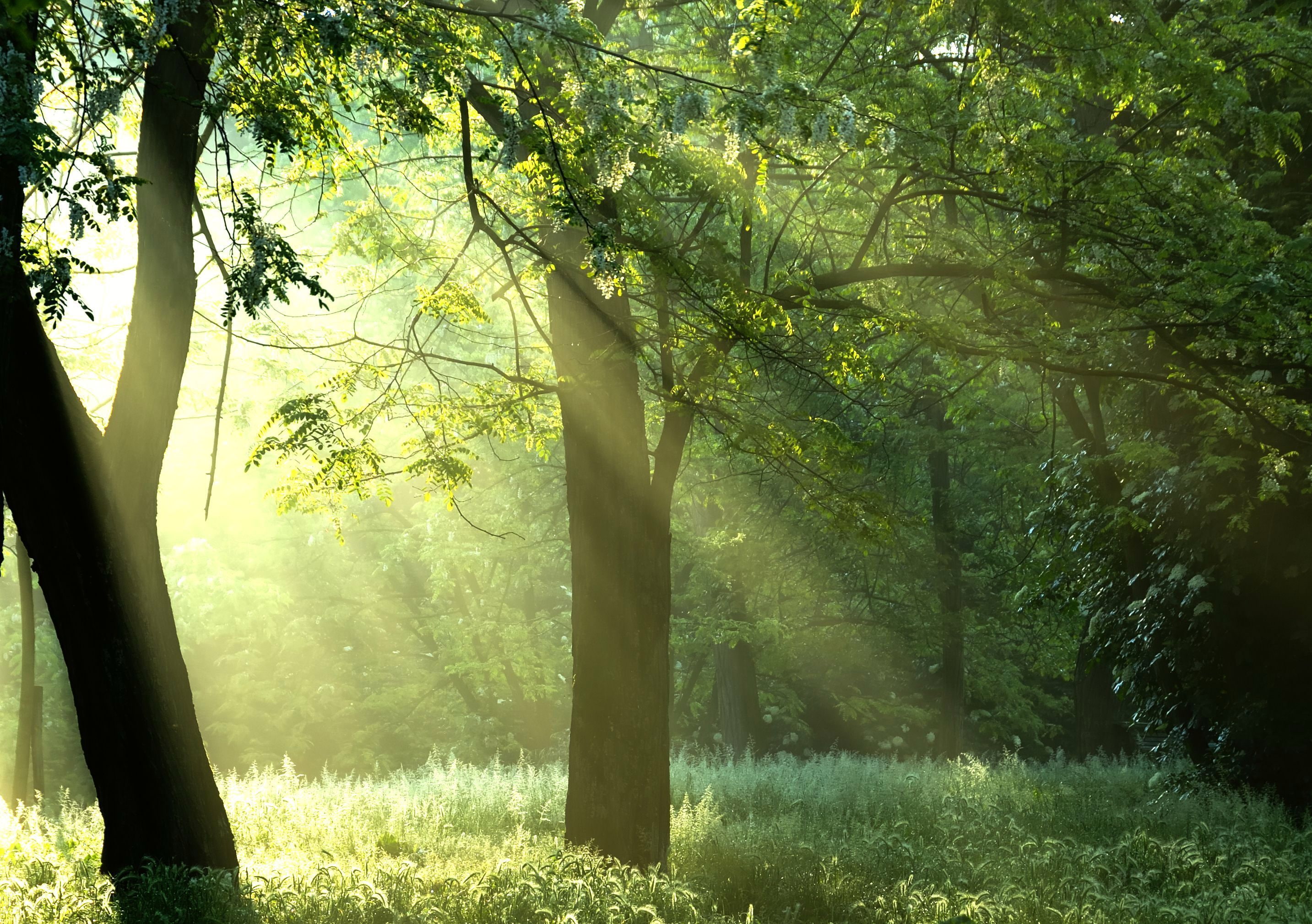 trees, the sun, nature, sunshine, forest, Green trees, 2K, rays, HD Wallpaper
