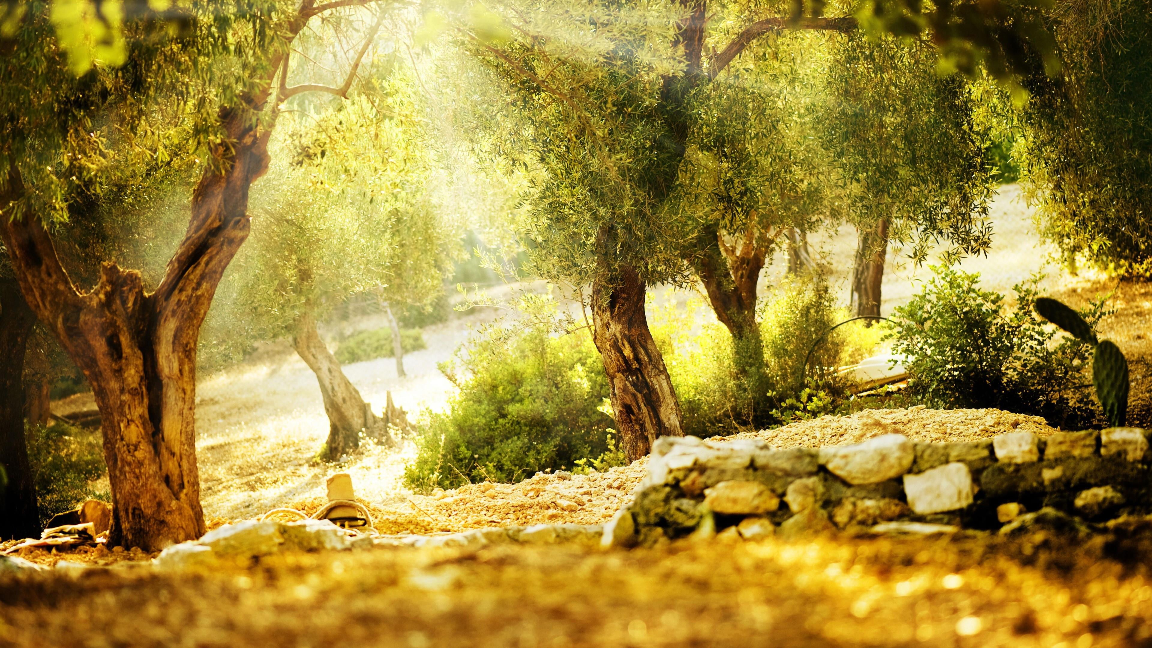 tranquility, land, sunshine, 4K, scenics - nature, tree trunk, beautiful, summer, day, trees, solid, rock, plant, forest, tranquil scene, no people, sunlight, HD Wallpaper