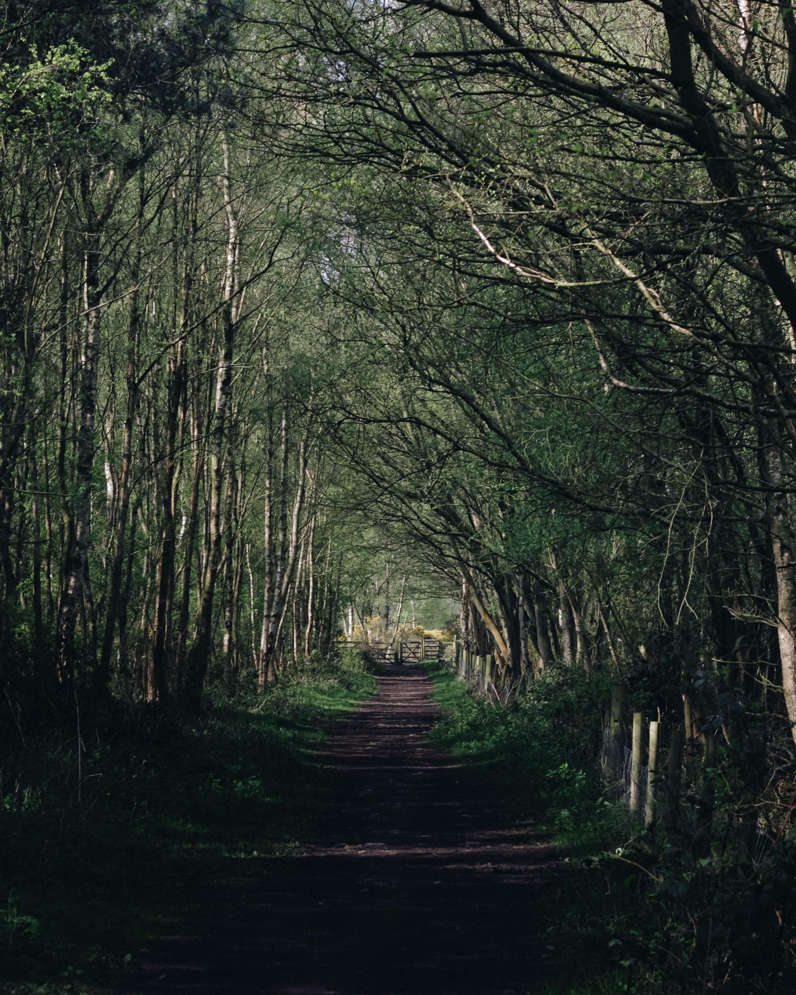 tree, dark, the way forward, road, light, land, treelined, adventure, growth, tranquil scene, diminishing perspective, trees, united kingdom, fence, beauty in nature, Phone HD Wallpaper