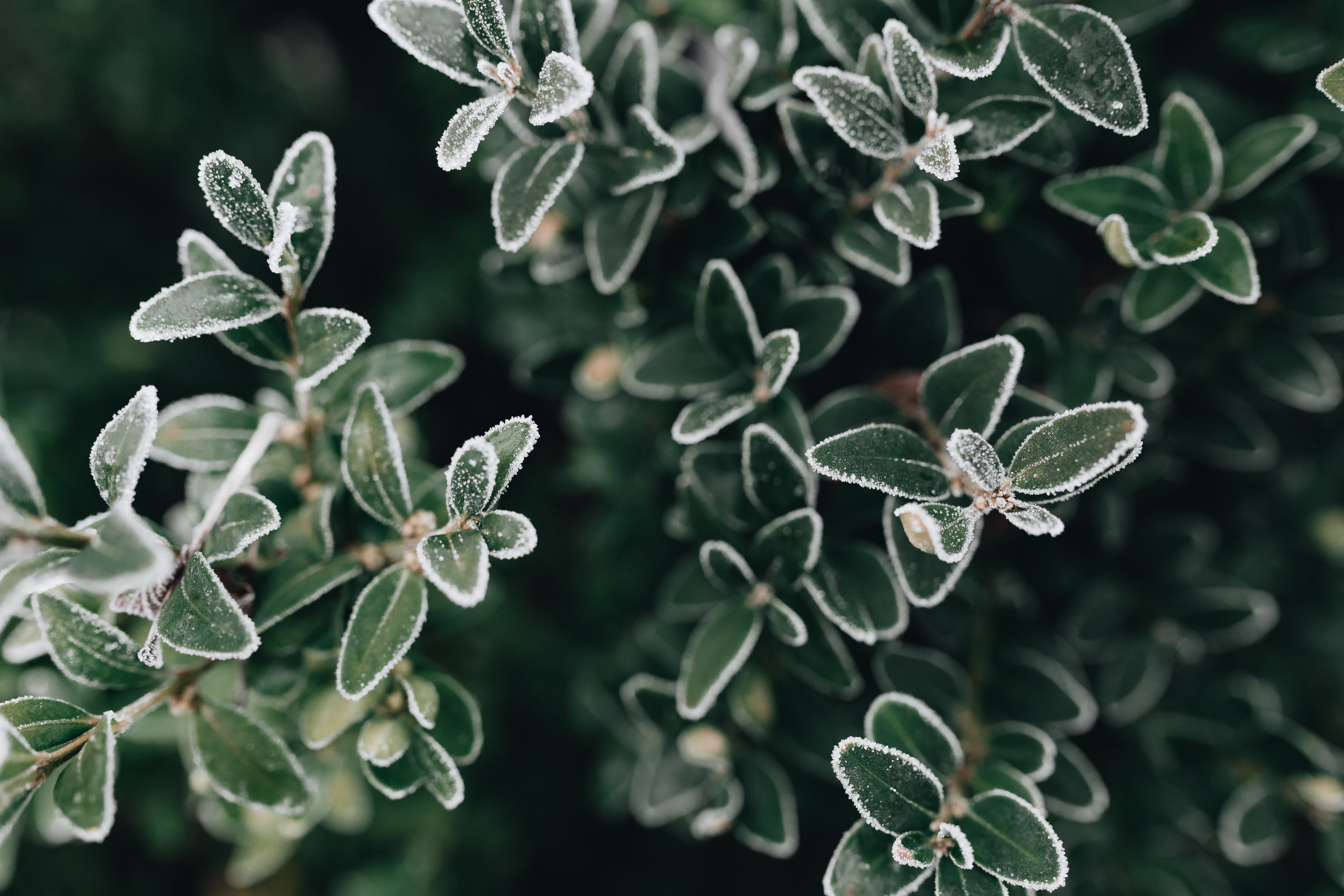 day, flowering plant, freshness, frost, leaves, twigs, nature, growth, close-up, december, food and drink, plant, vegetable, beauty in nature, green color, HD Wallpaper