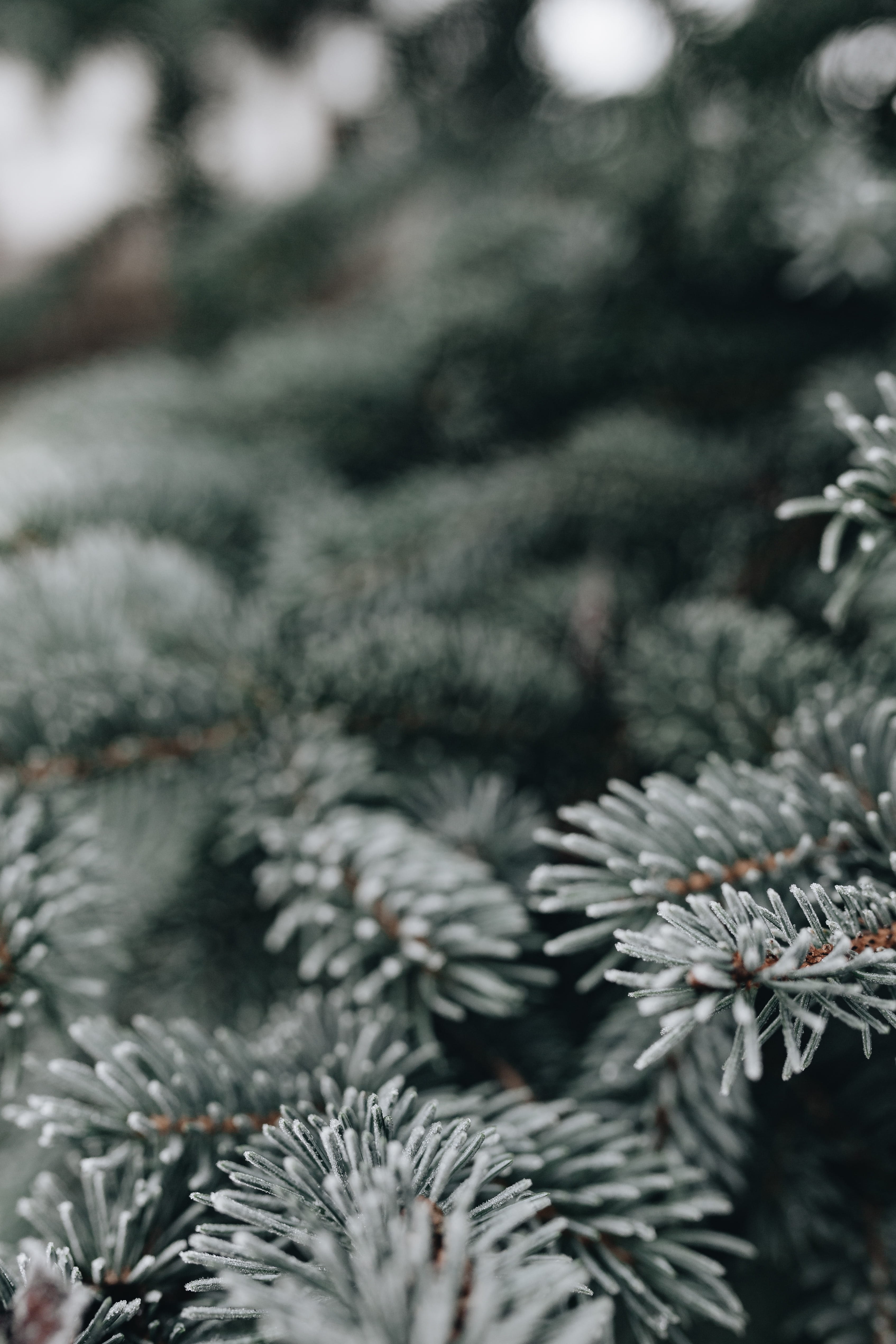 no people, twigs, full frame, snow, pine tree, nature, amp, leaves, needle - plant part, selective focus, december, coniferous tree, ice, tree, outdoors, Phone HD Wallpaper