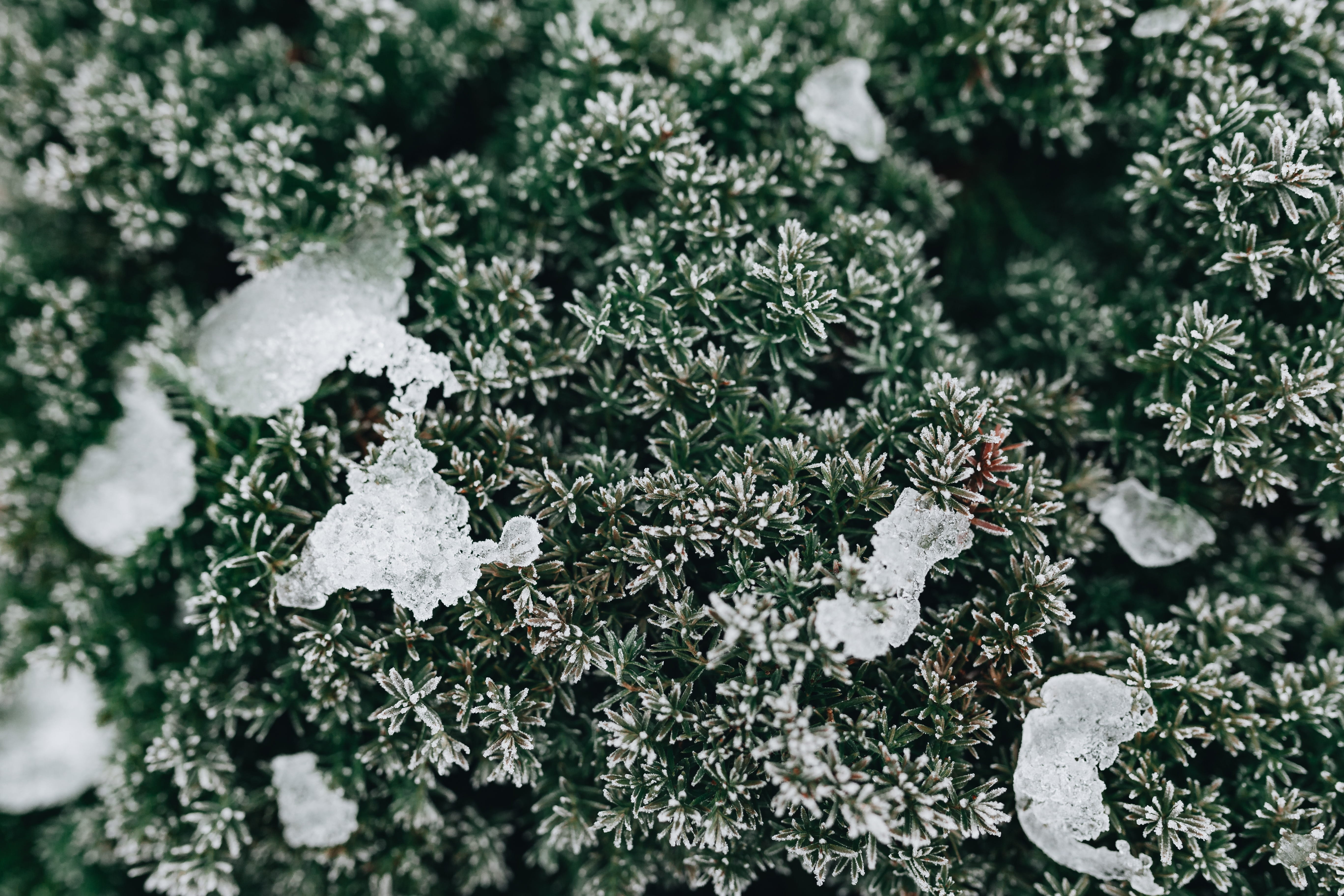 close-up, cold, winter, beauty in nature, twigs, ice, coniferous tree, outdoors, leaves, frozen, december, leaf, fir tree, cold temperature, plant part, HD Wallpaper