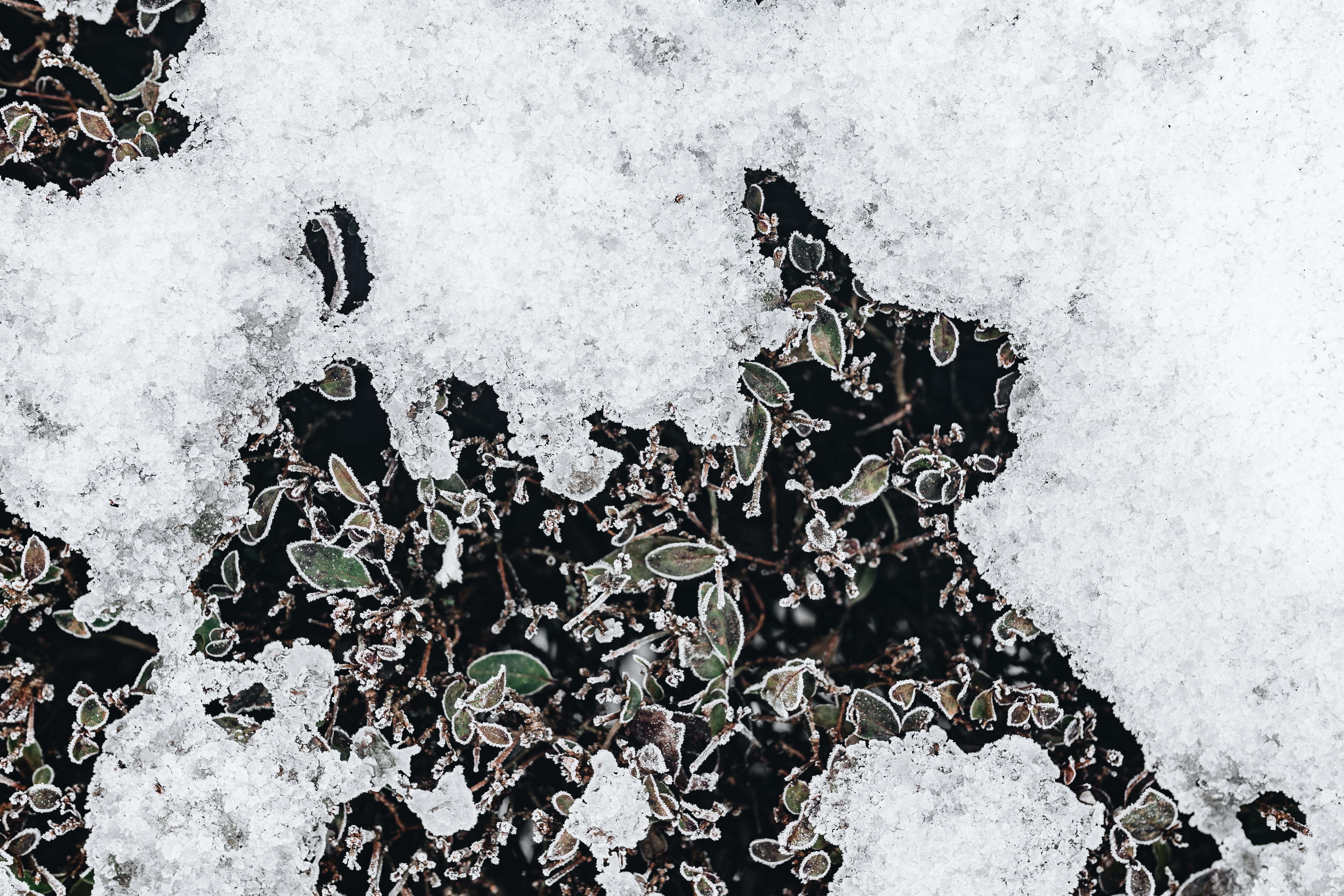 extreme weather, beauty in nature, full frame, textured, no people, amp, outdoors, cold, frozen, white color, ice, nature, leaves, high angle view, water, HD Wallpaper