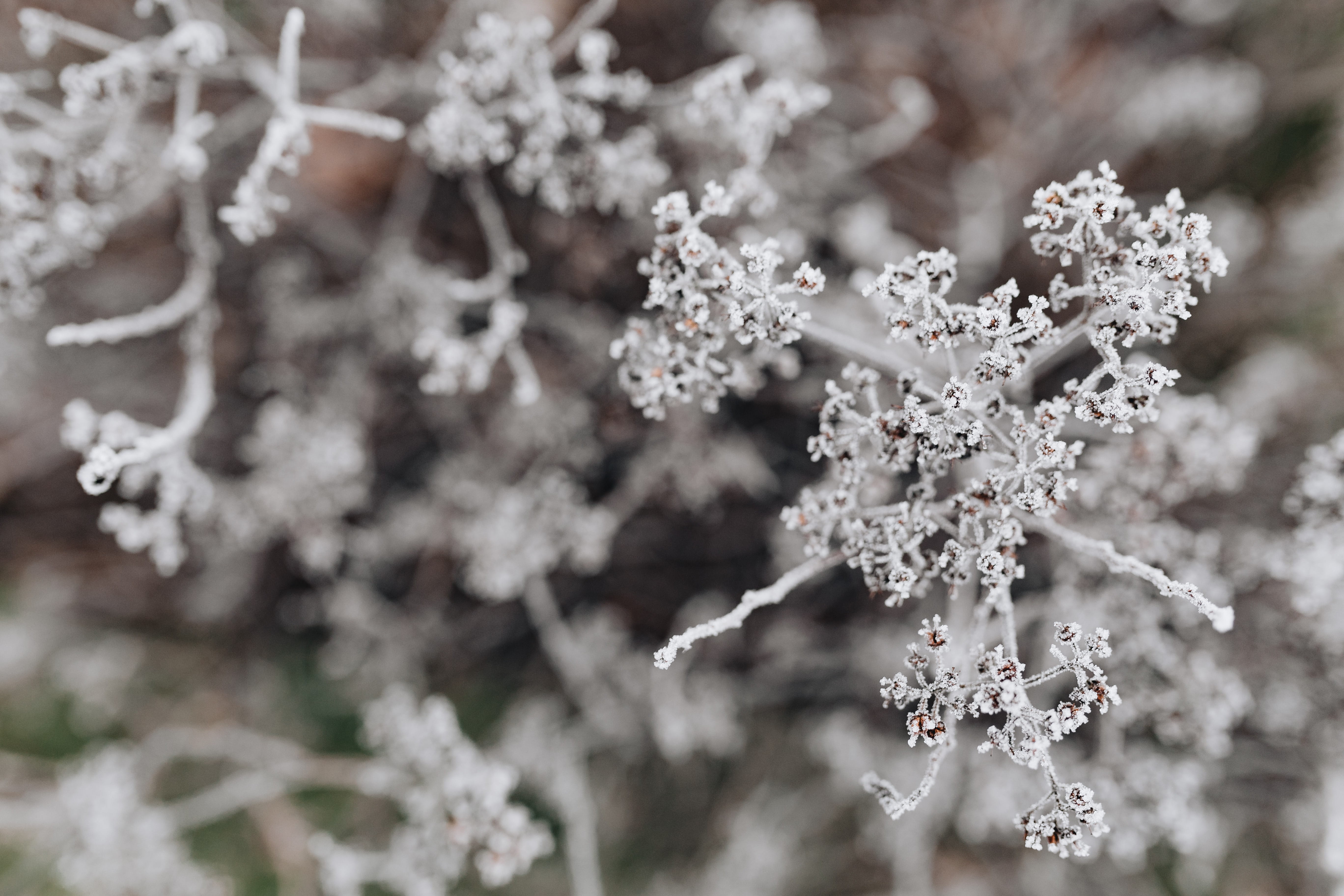 focus on foreground, twigs, food and drink, vulnerability, selective focus, cold temperature, beauty in nature, frost, fragility, ice, winter, flower head, HD Wallpaper