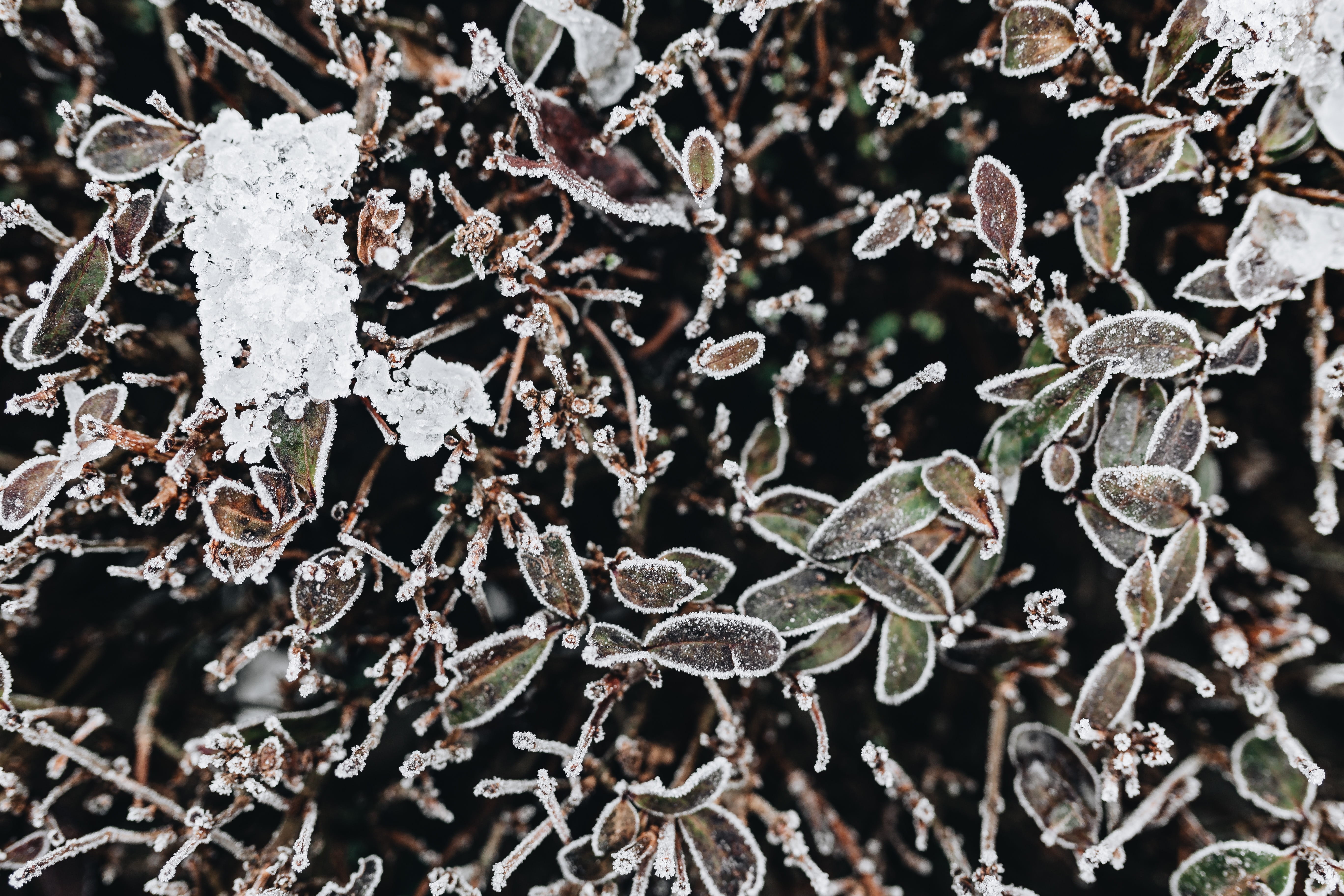 extreme weather, black background, 5K, winter, december, plant part, leaves, cold temperature, full frame, ice, close-up, growth, nature, tree, beauty in nature, HD Wallpaper