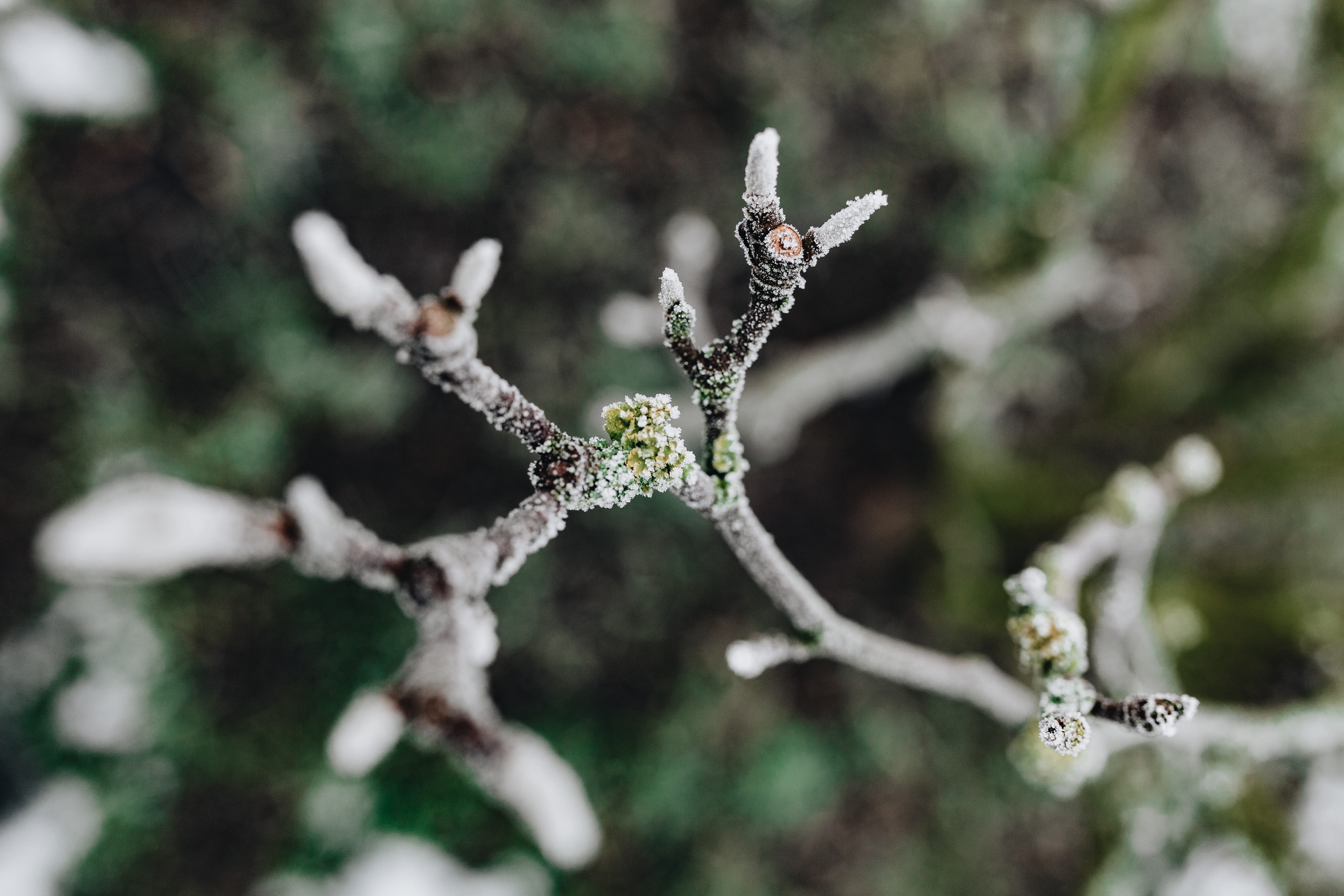 december, forest, focus on foreground, plant, winter, ice, twig, twigs, snow, lichen, cold temperature, beauty in nature, day, vulnerability, no people, HD Wallpaper