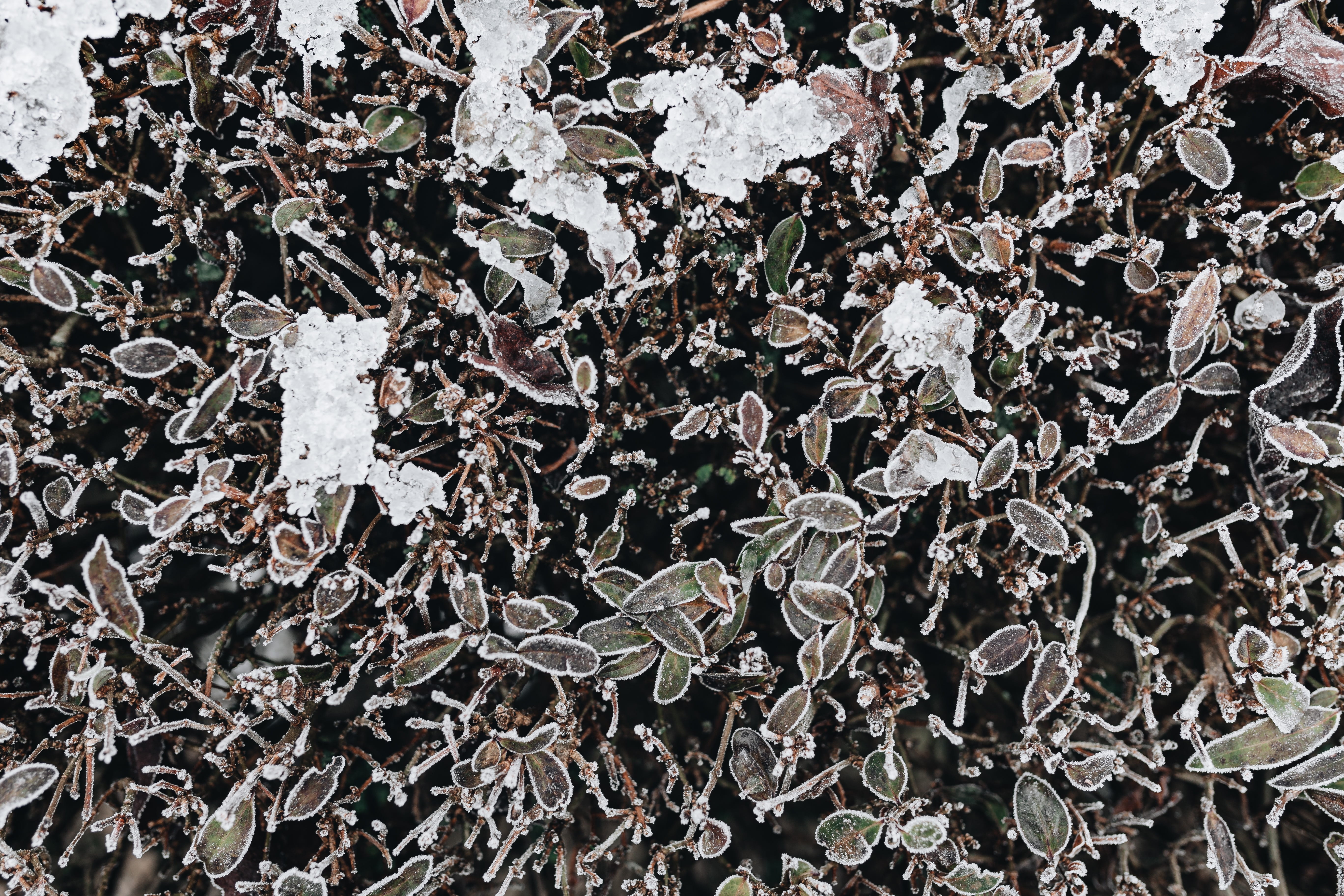 nature, leaf, winter, abundance, directly above, leaves, pattern, december, frost, no people, 5K, amp, outdoors, plant part, plant, close-up, large group of objects, HD Wallpaper