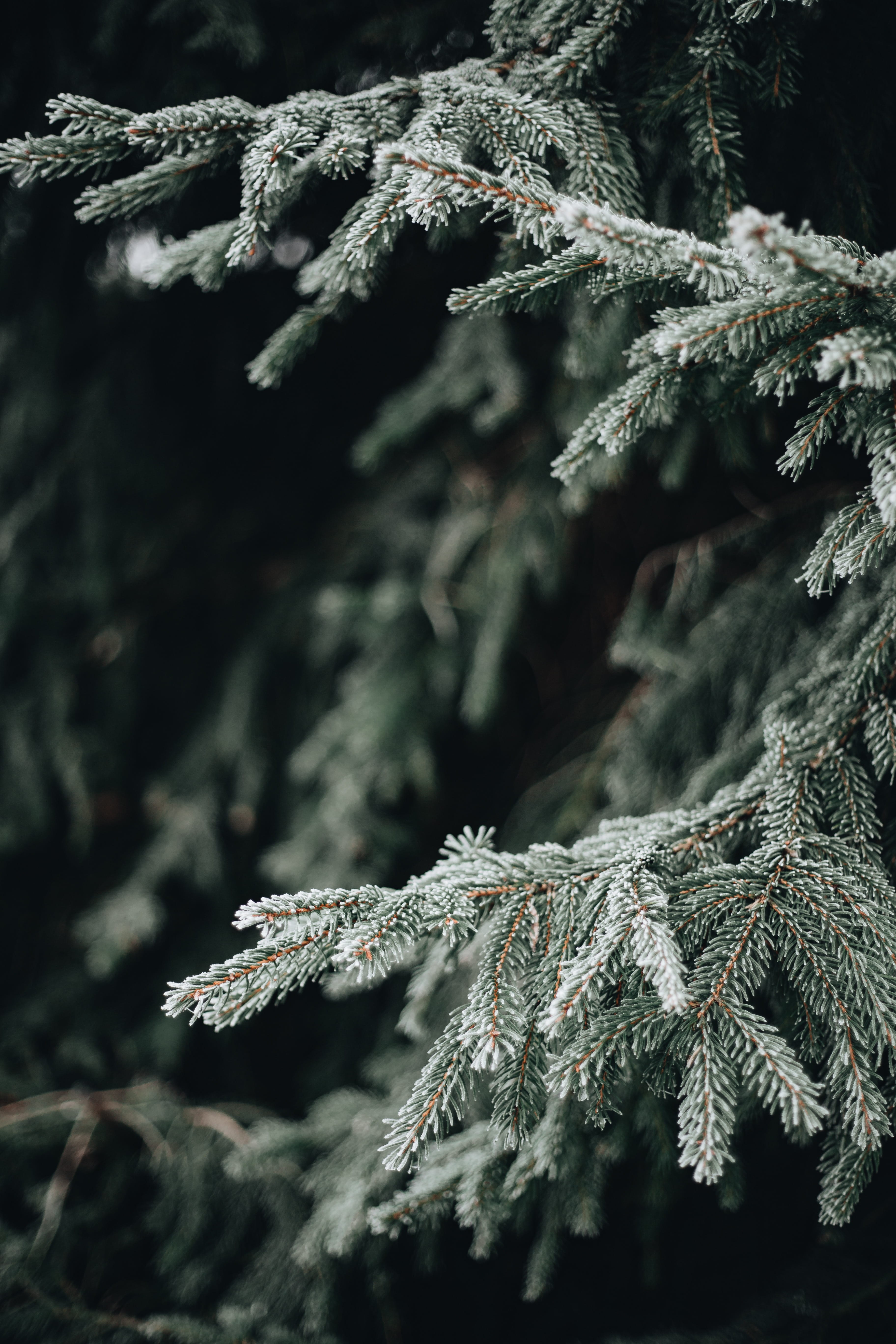 close-up, branch, green color, growth, lichen, cold temperature, snow, winter, fir tree, pine tree, tree, nature, selective focus, frost, evergreen tree, Phone HD Wallpaper