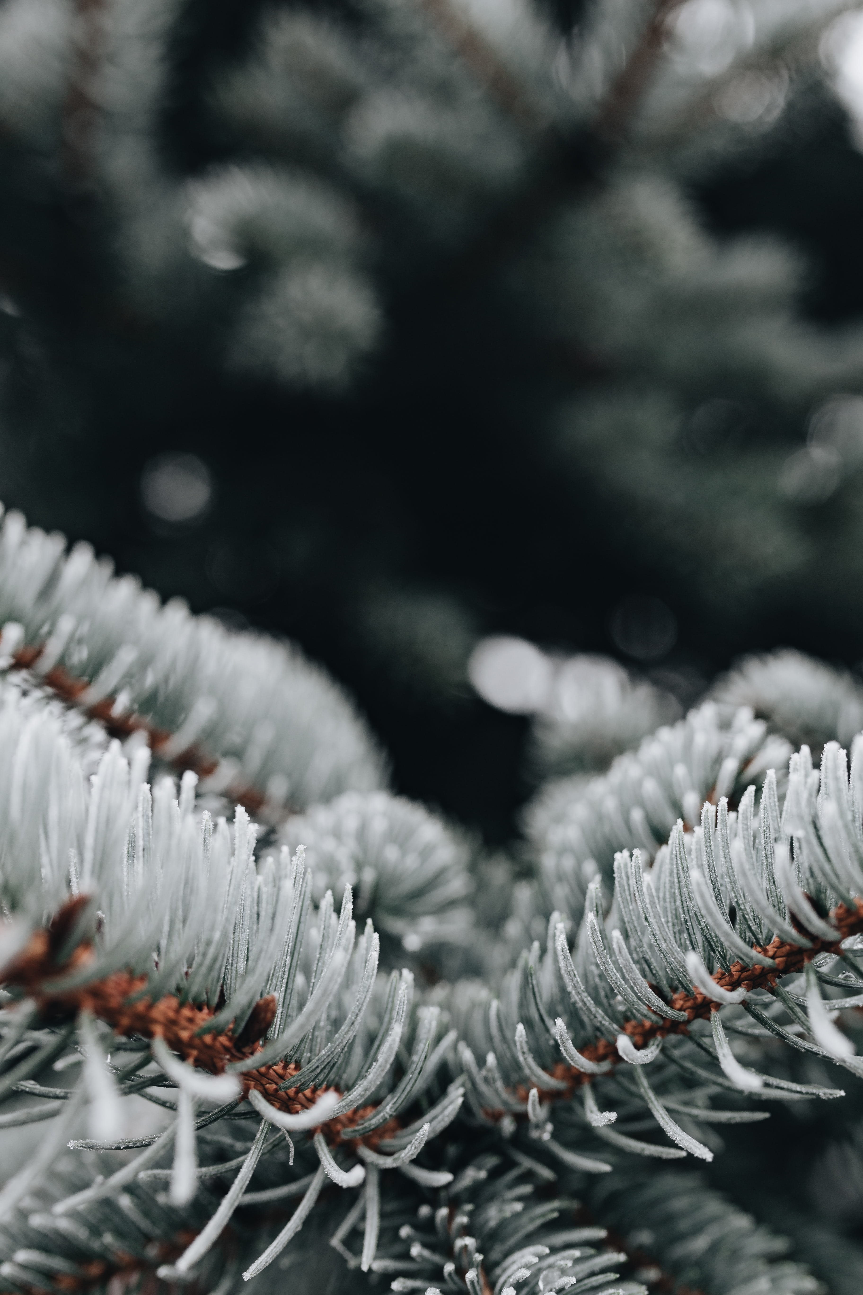 winter, coniferous tree, nature, outdoors, cold temperature, tree, metal, pattern, no people, white color, selective focus, snow, close-up, pine tree, frozen, Phone HD Wallpaper