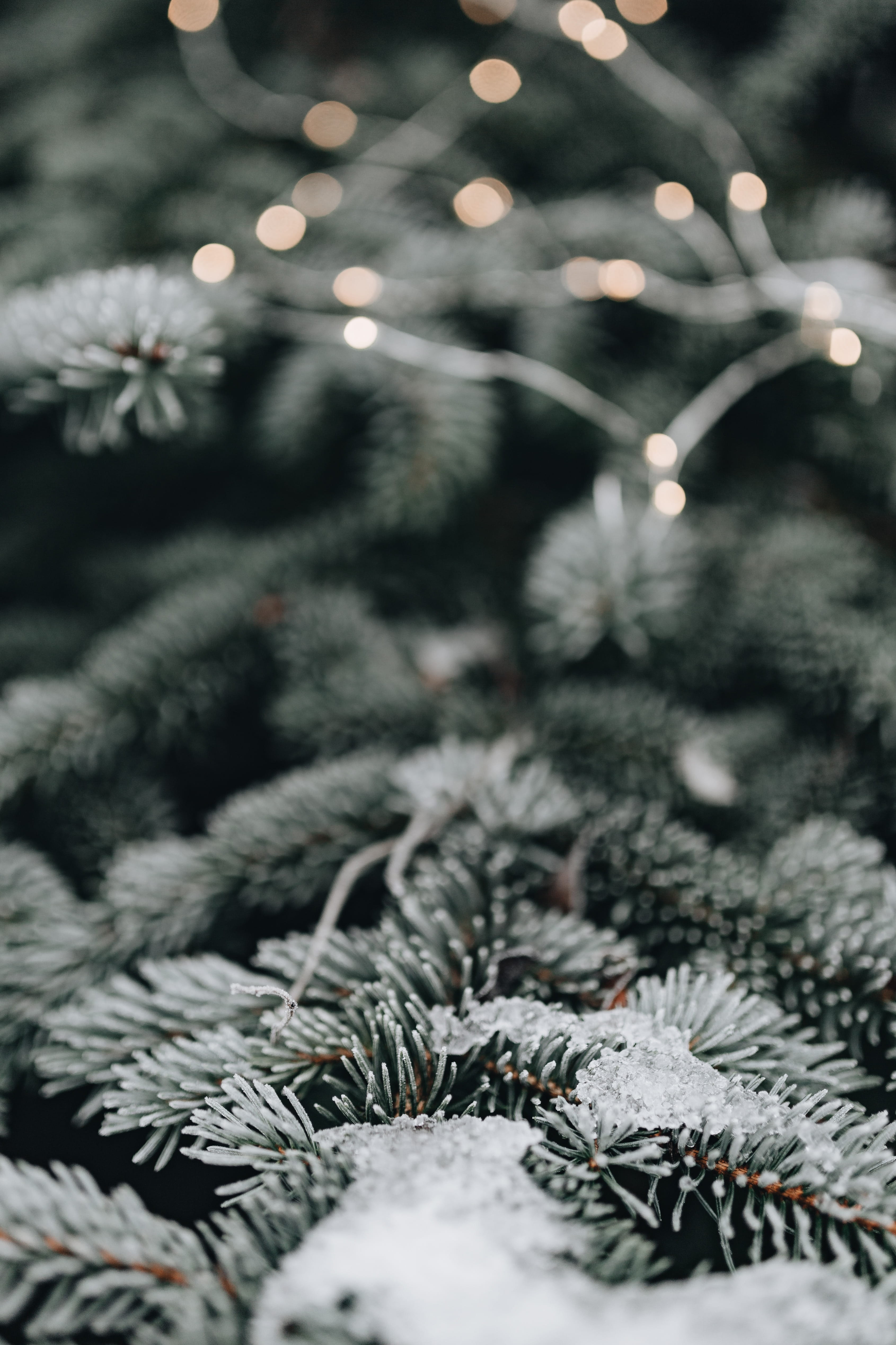 frost, christmas, winter, plant, decoration, leaves, christmas decoration, warm clothing, amp, selective focus, twigs, focus on foreground, 4K, nature, Phone HD Wallpaper
