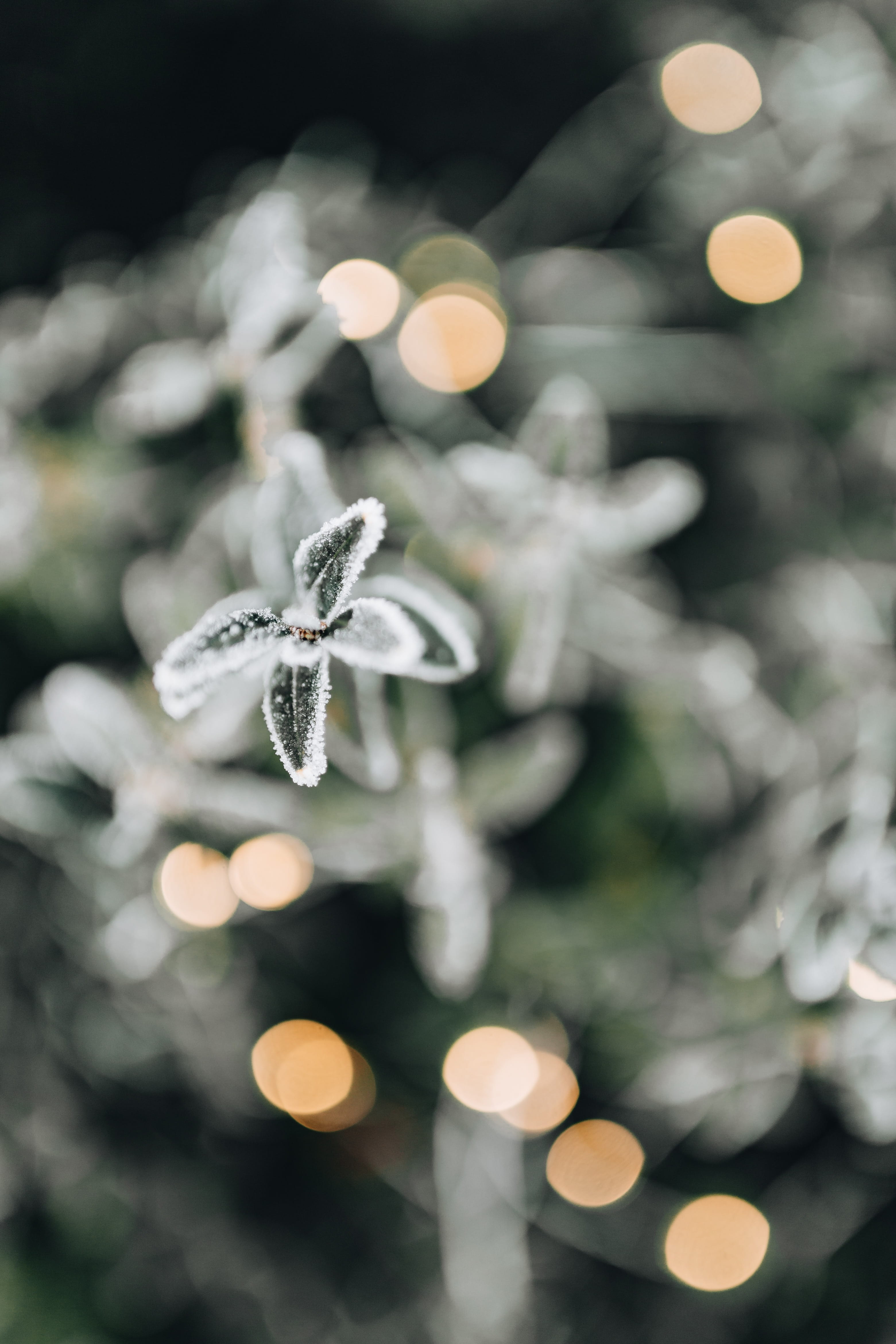 cold temperature, selective focus, christmas lights, holiday, plant, frozen, ice, illuminated, outdoors, leaves, focus on foreground, cold, fir tree, celebration, Phone HD Wallpaper