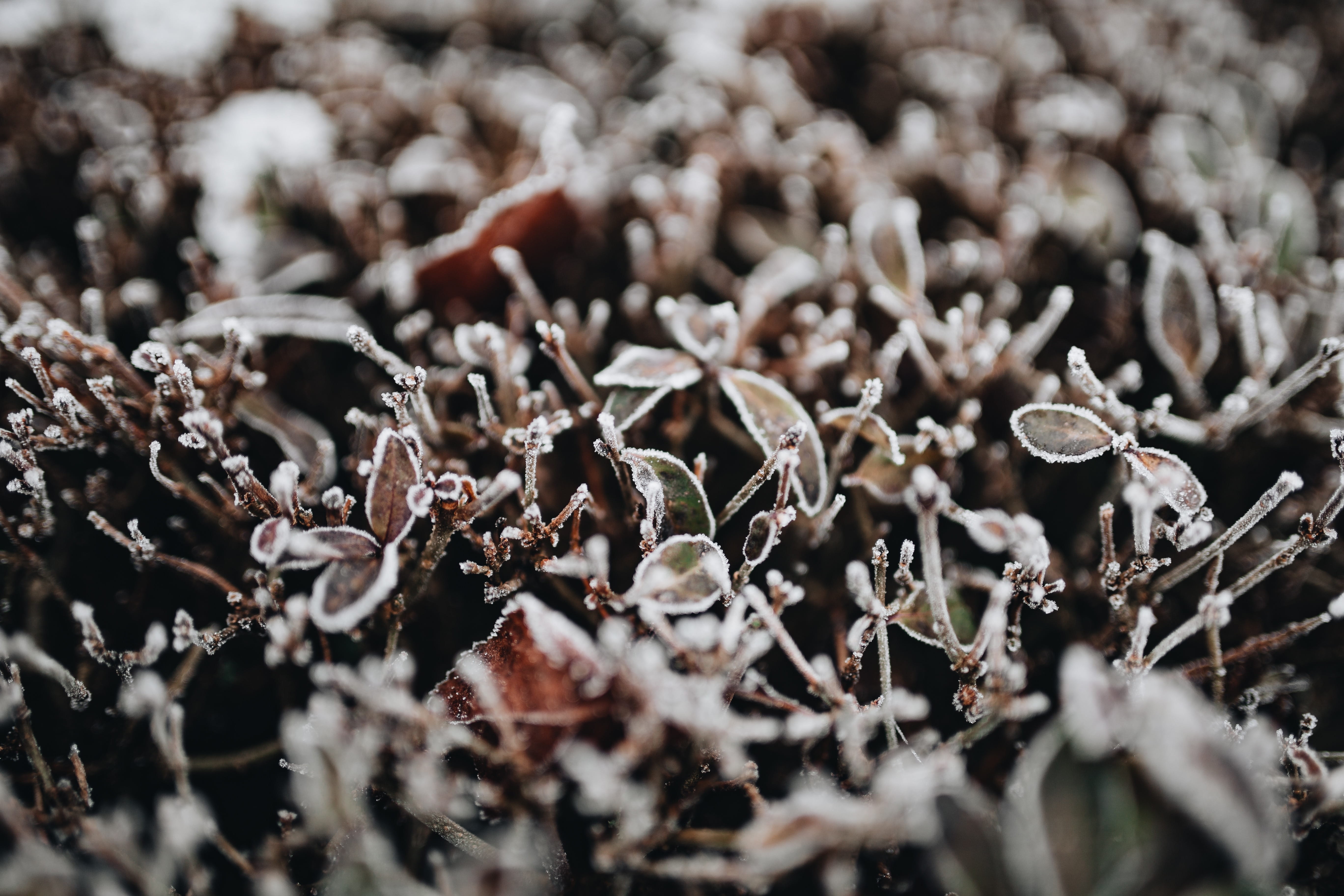 close-up, dry, frost, nature, land, tree, 5K, december, selective focus, winter, full frame, day, no people, cold temperature, fragility, growth, beauty in nature, HD Wallpaper