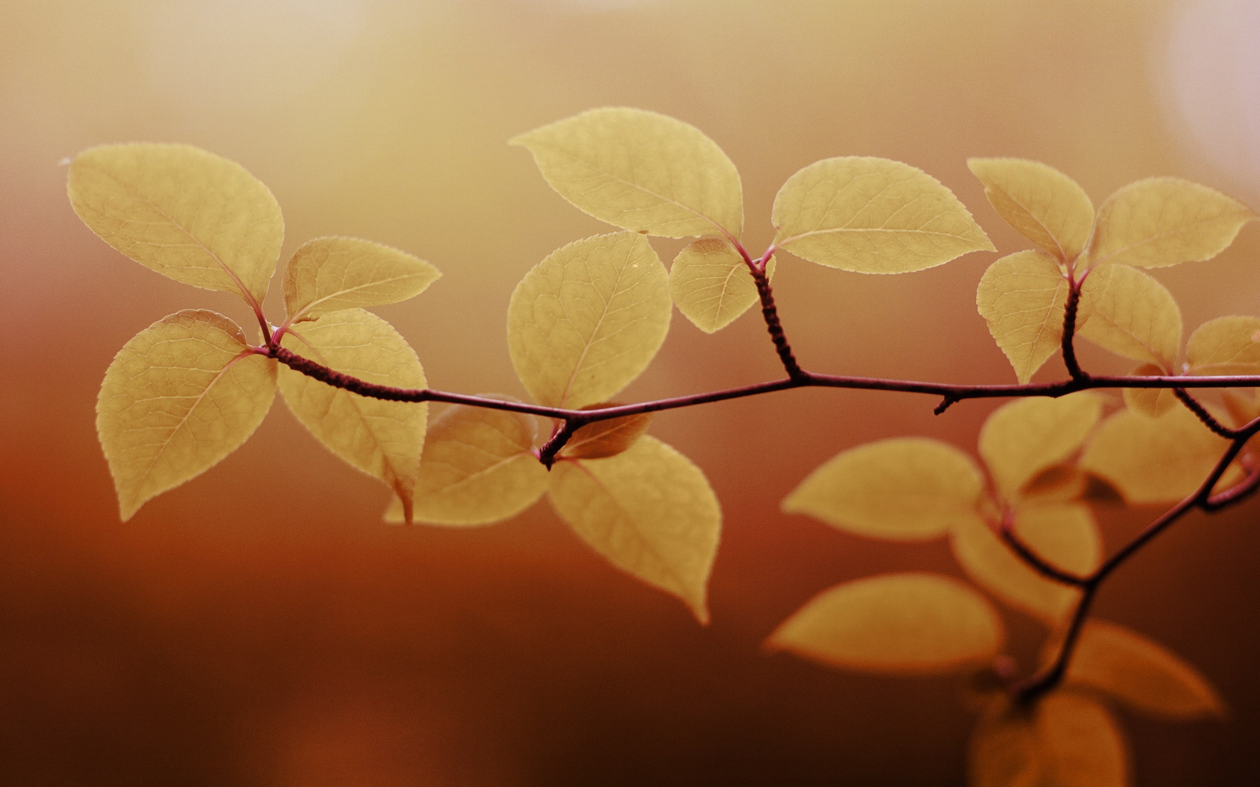 freshness, green Color, vulnerability, vibrant Color, environment, autumn, close-up, backgrounds, 2K, lush Foliage, nature, twigs, yellow, defocused, no People, HD Wallpaper