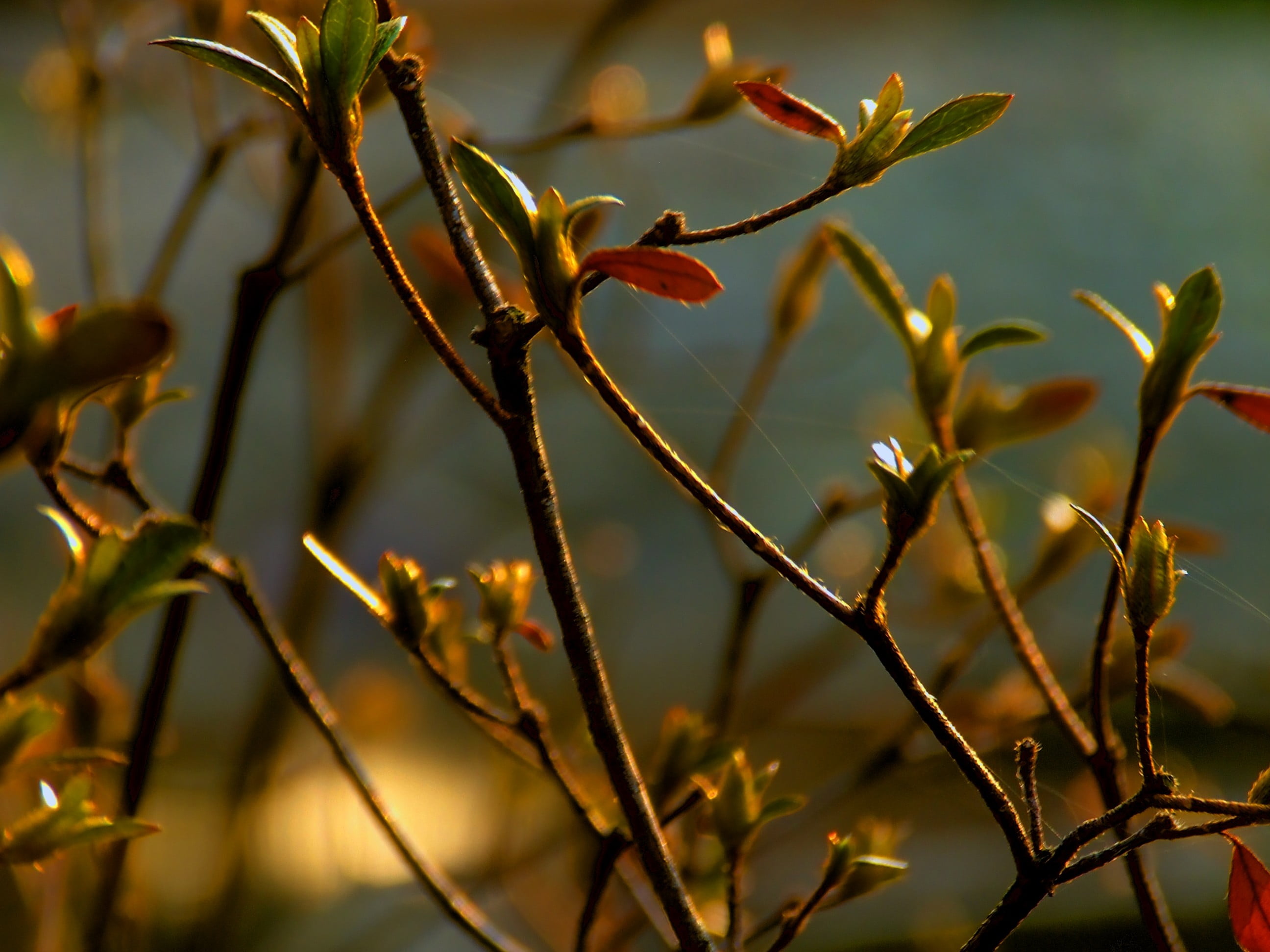 branch, twigs, day, 2K, beauty in nature, flowering plant, plants, outdoors, plant, vulnerability, green, HDR, no people, fragility, plant stem, flower, HD Wallpaper